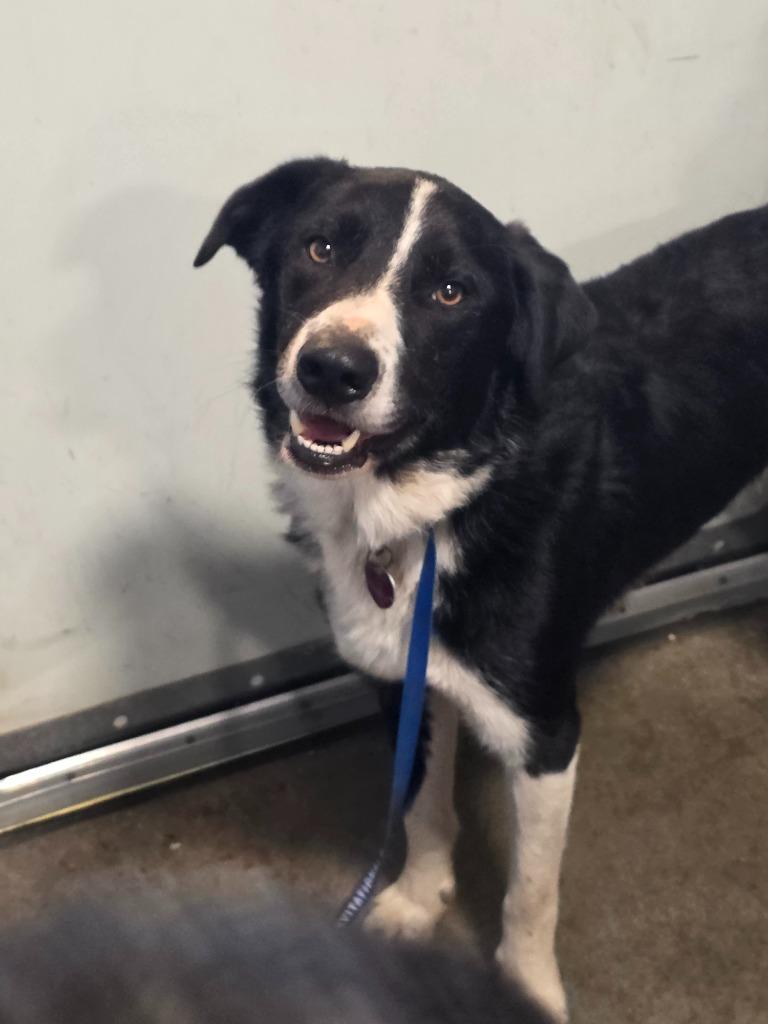 Enlarge Zooki, a Adoptable Border Collie in Gold Beach, OR image 1/1