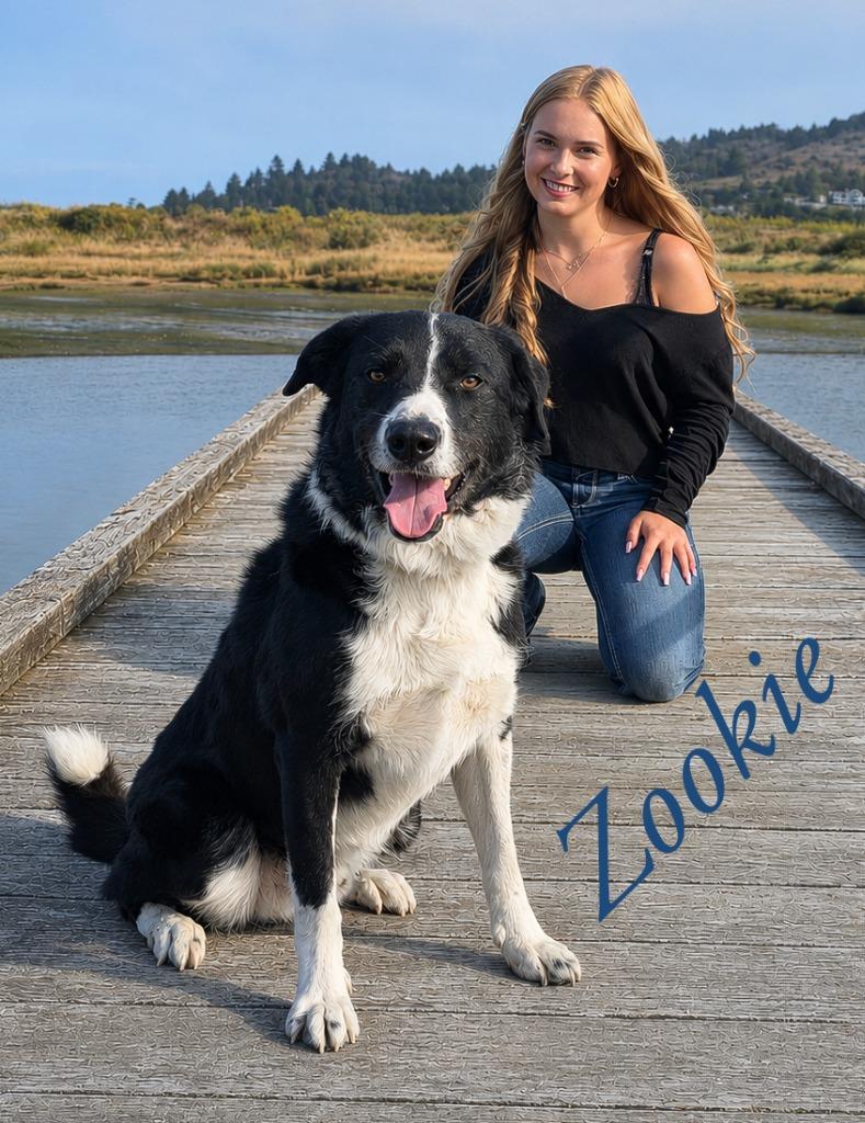 Enlarge Zooki, a Adoptable Border Collie in Gold Beach, OR image 2/2