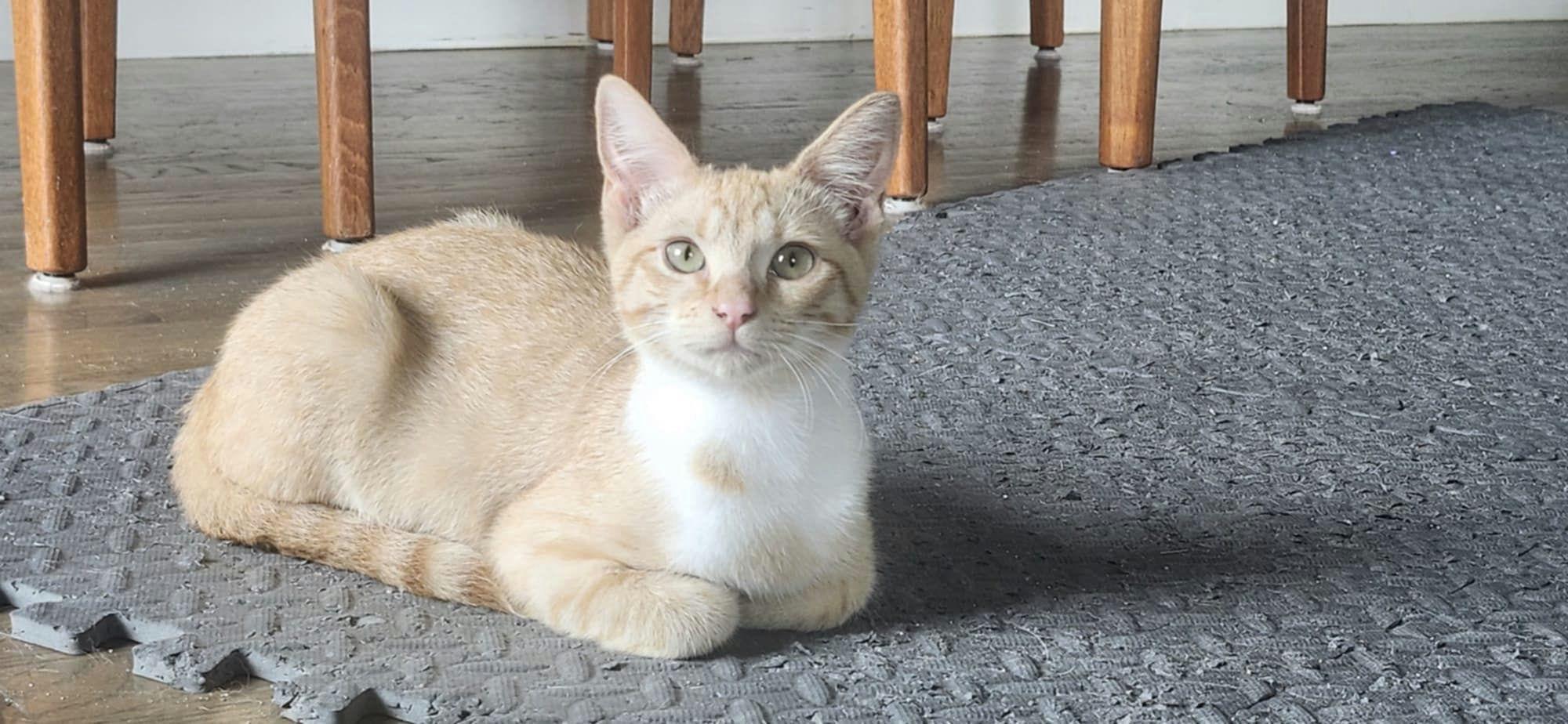 Belle, Baby Female Domestic Short Hair