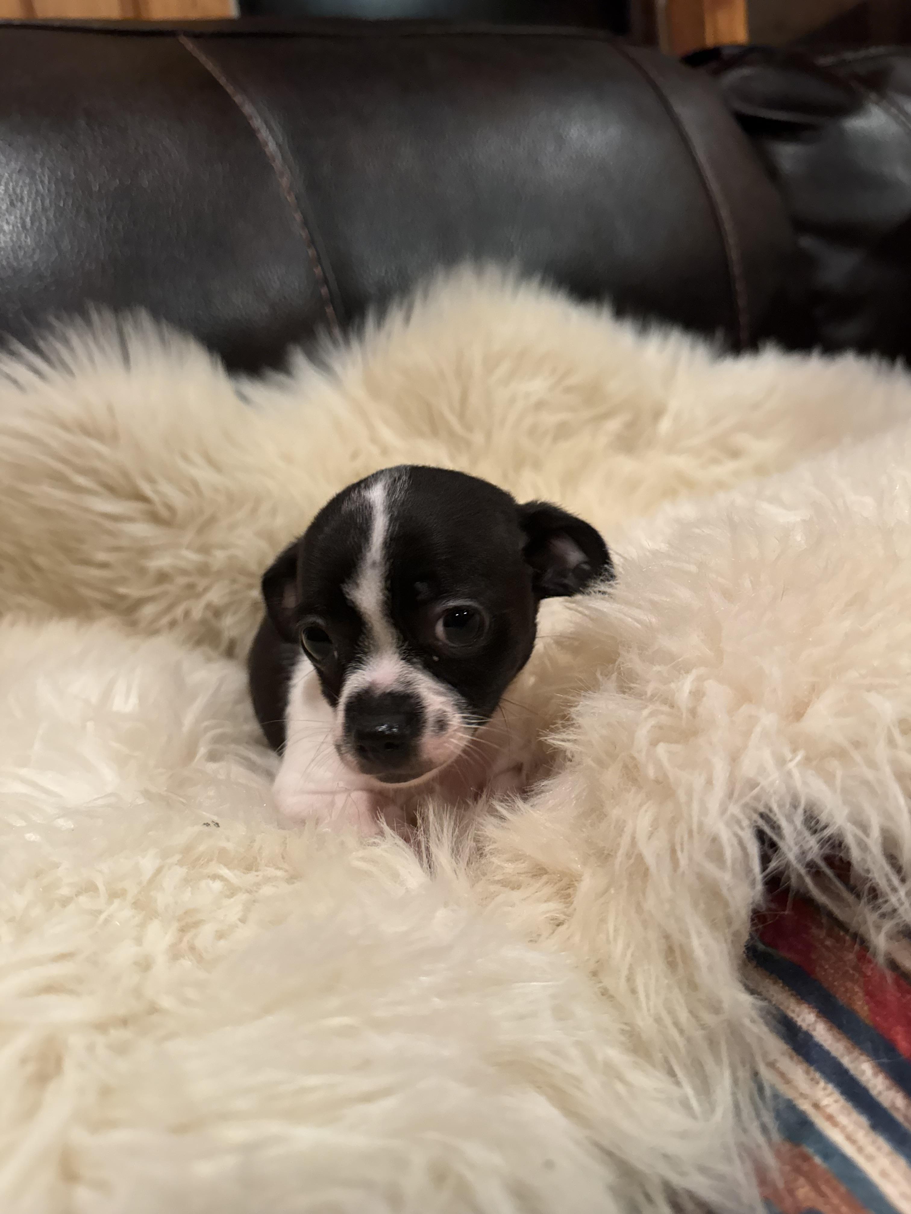 Tilly, Adoptable, Puppy Female Chihuahua.