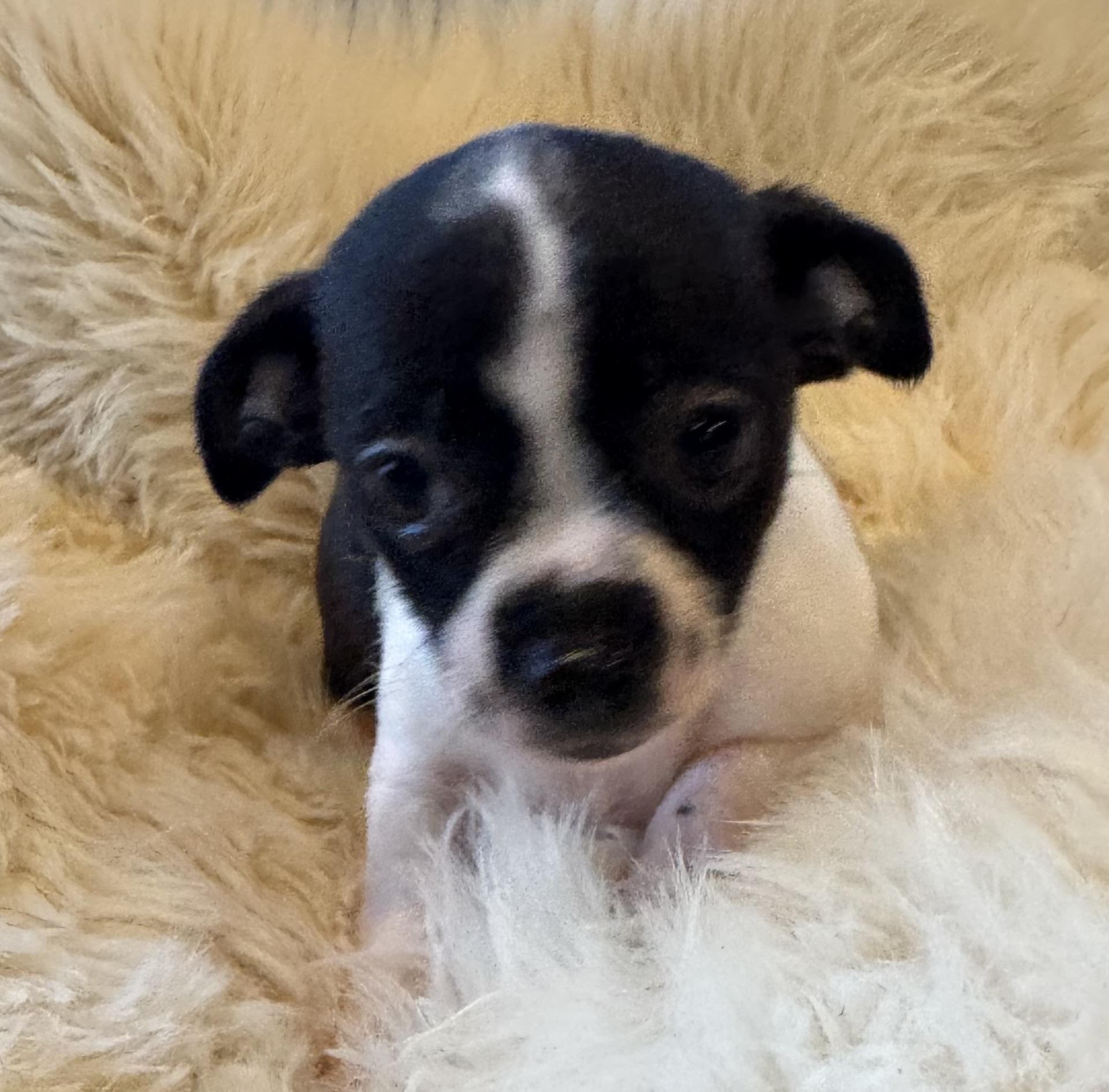 Enlarge Tilly, a Adoptable mixed breed in Glenwood City, WI image 4/5