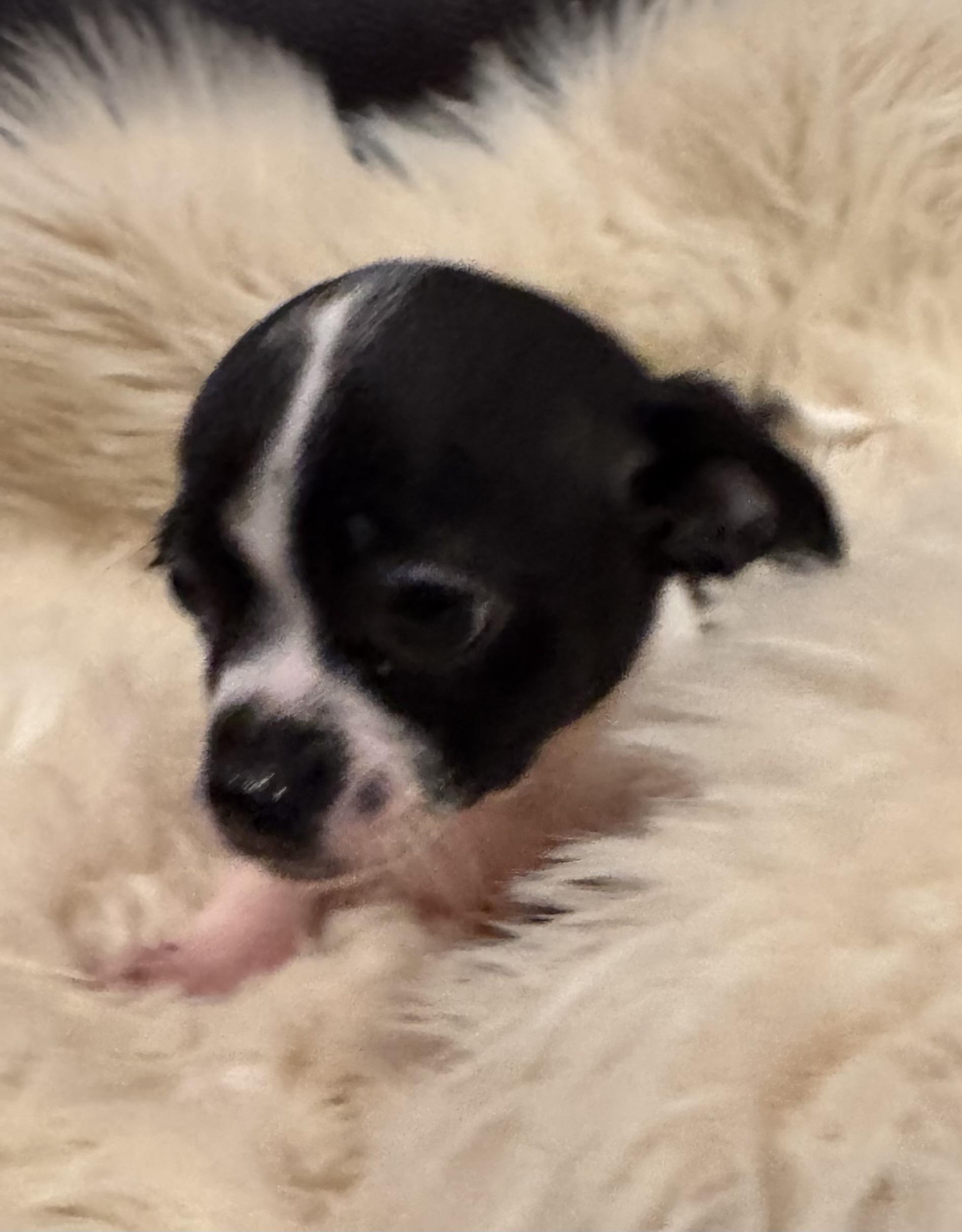 Enlarge Tilly, a Adoptable mixed breed in Glenwood City, WI image 2/5
