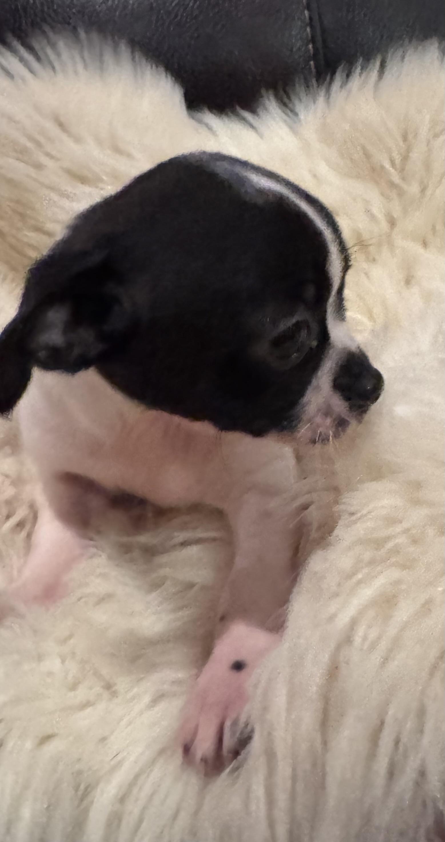 Enlarge Tilly, a Adoptable mixed breed in Glenwood City, WI image 3/5