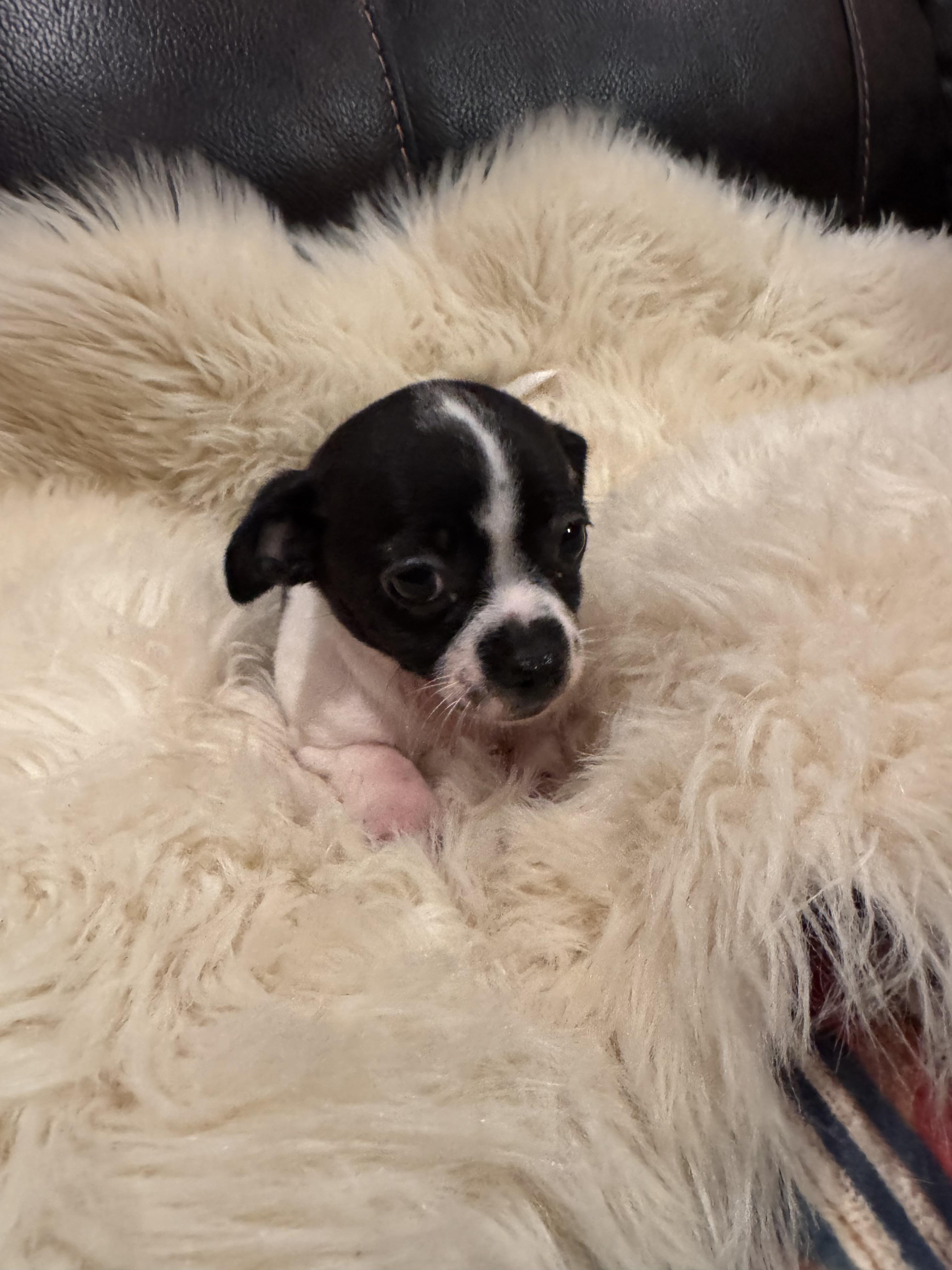Enlarge Tilly, a Adoptable mixed breed in Glenwood City, WI image 5/5