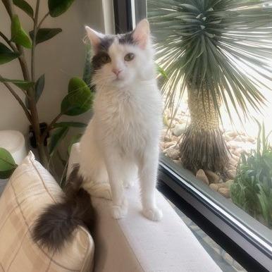 Paramore, Adoptable, Young Female Domestic Medium Hair.