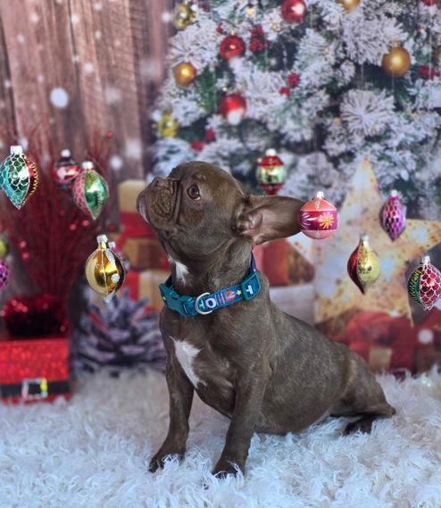 Moses, Adopted, Puppy Male French Bulldog & Boston Terrier.