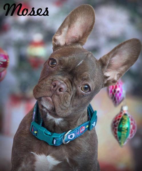 Moses, a Adopted mixed breed in Anaheim Hills, CA image 2/3