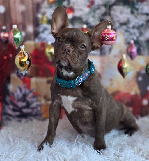 Moses, a Adopted mixed breed in Anaheim Hills, CA image 3/3