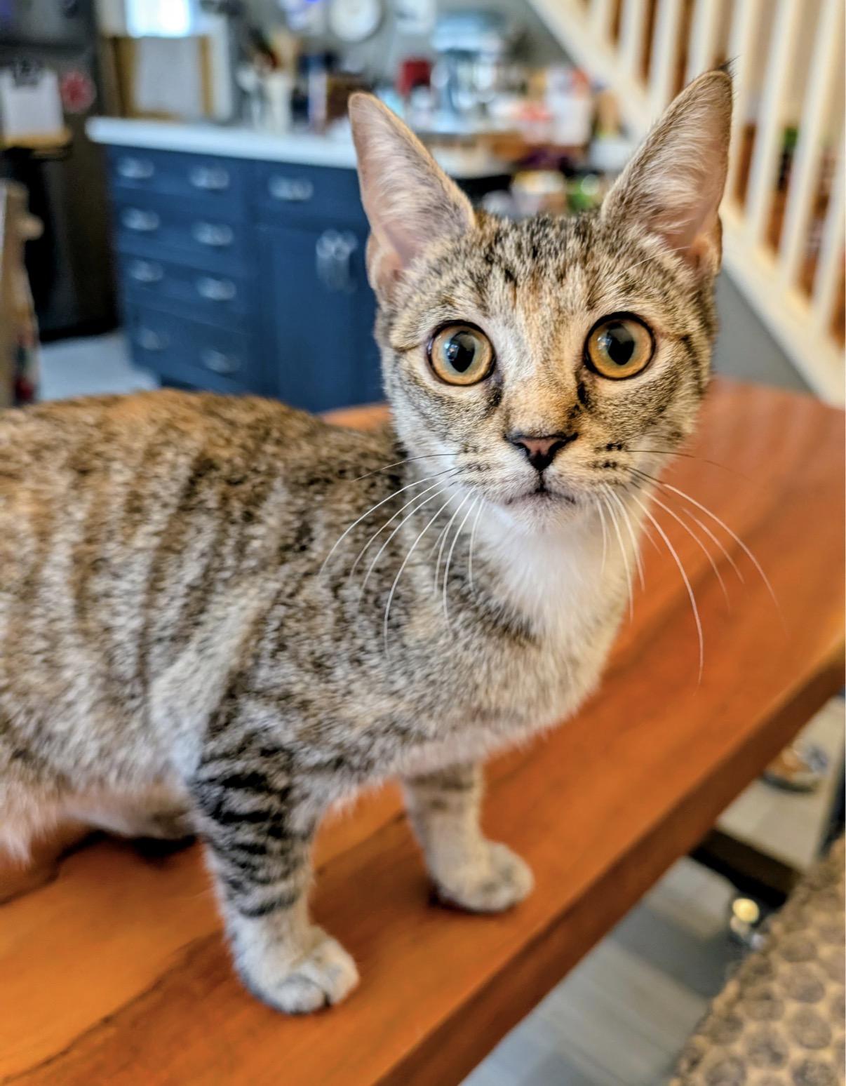 Enlarge Wren, a Adoptable Domestic Short Hair in Alexandria, VA image 5/6