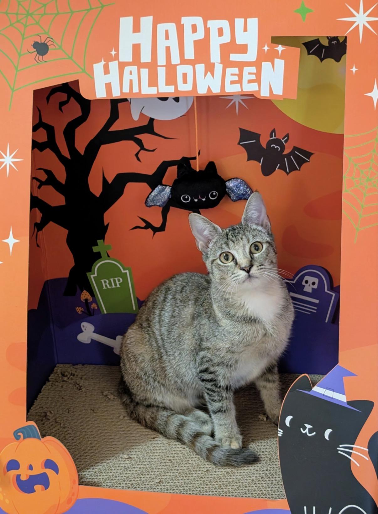 Enlarge Wren, a Adoptable Domestic Short Hair in Alexandria, VA image 2/6