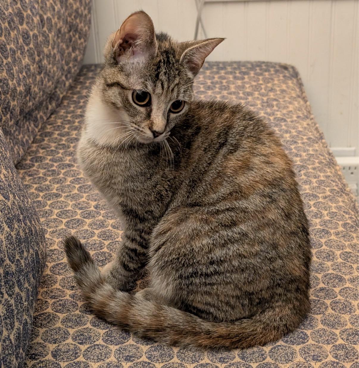 Enlarge Wren, a Adoptable Domestic Short Hair in Alexandria, VA image 6/6