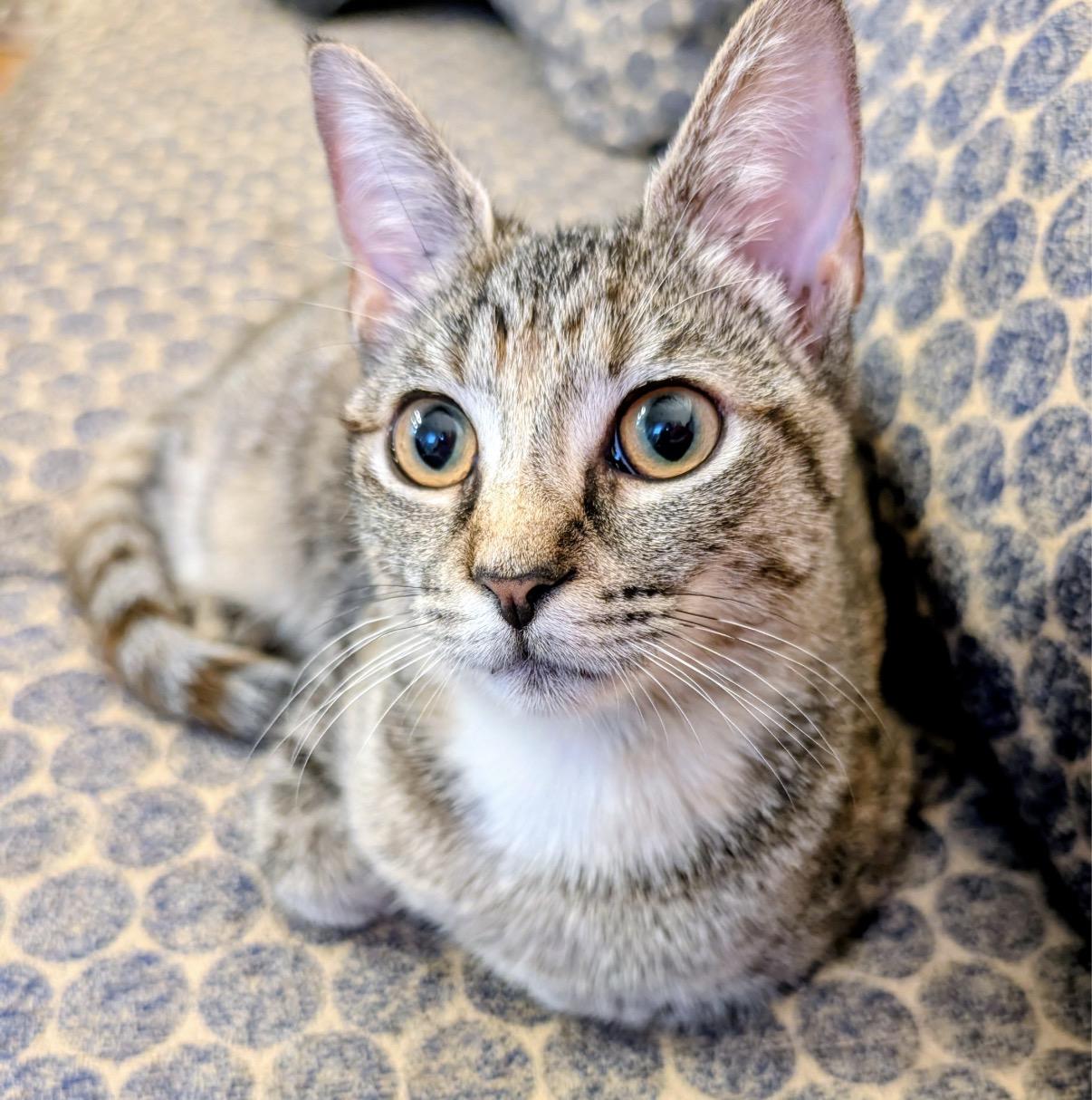 Enlarge Wren, a Adoptable Domestic Short Hair in Alexandria, VA image 3/6