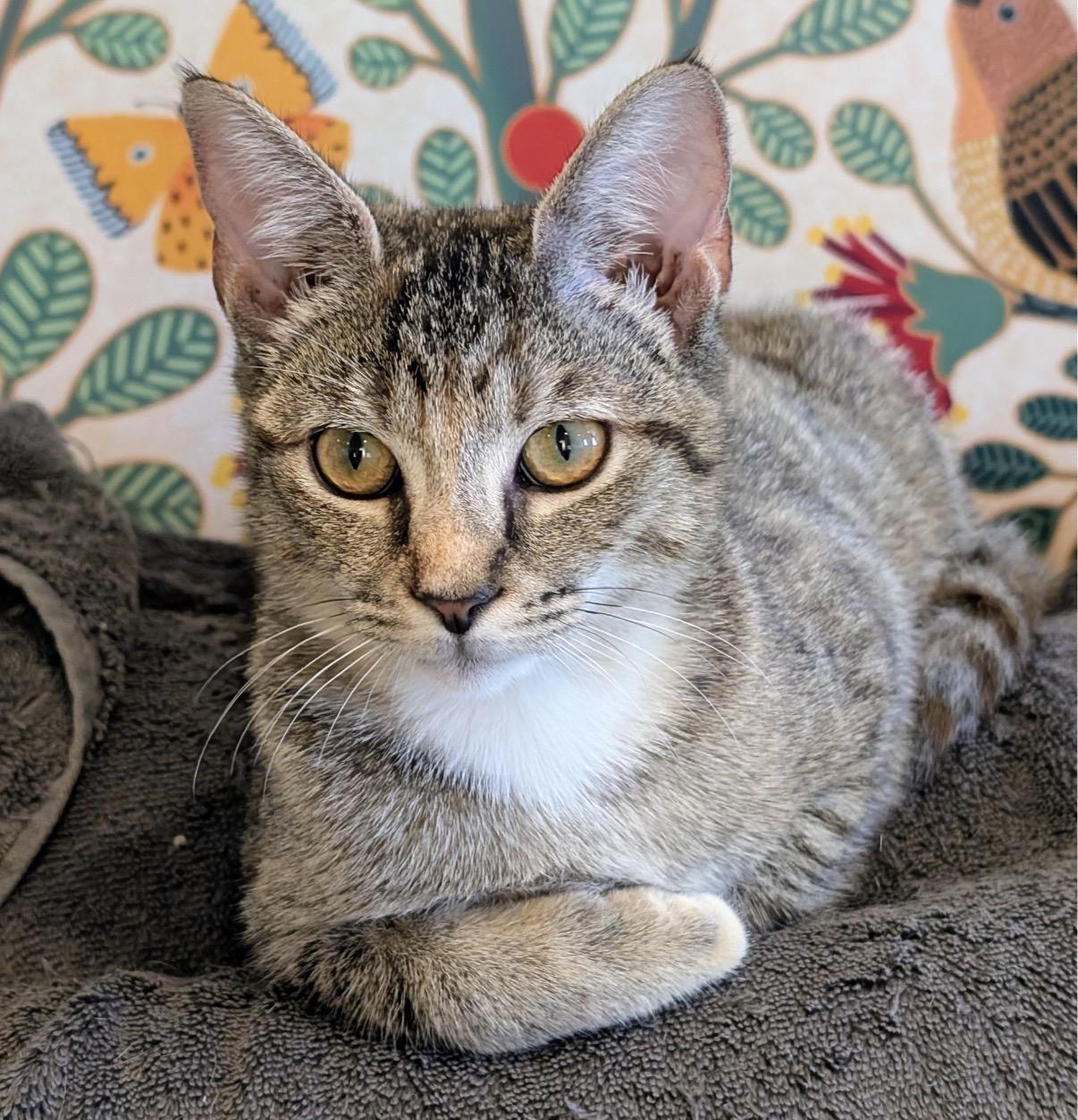 Enlarge Wren, a Adoptable Domestic Short Hair in Alexandria, VA image 4/6