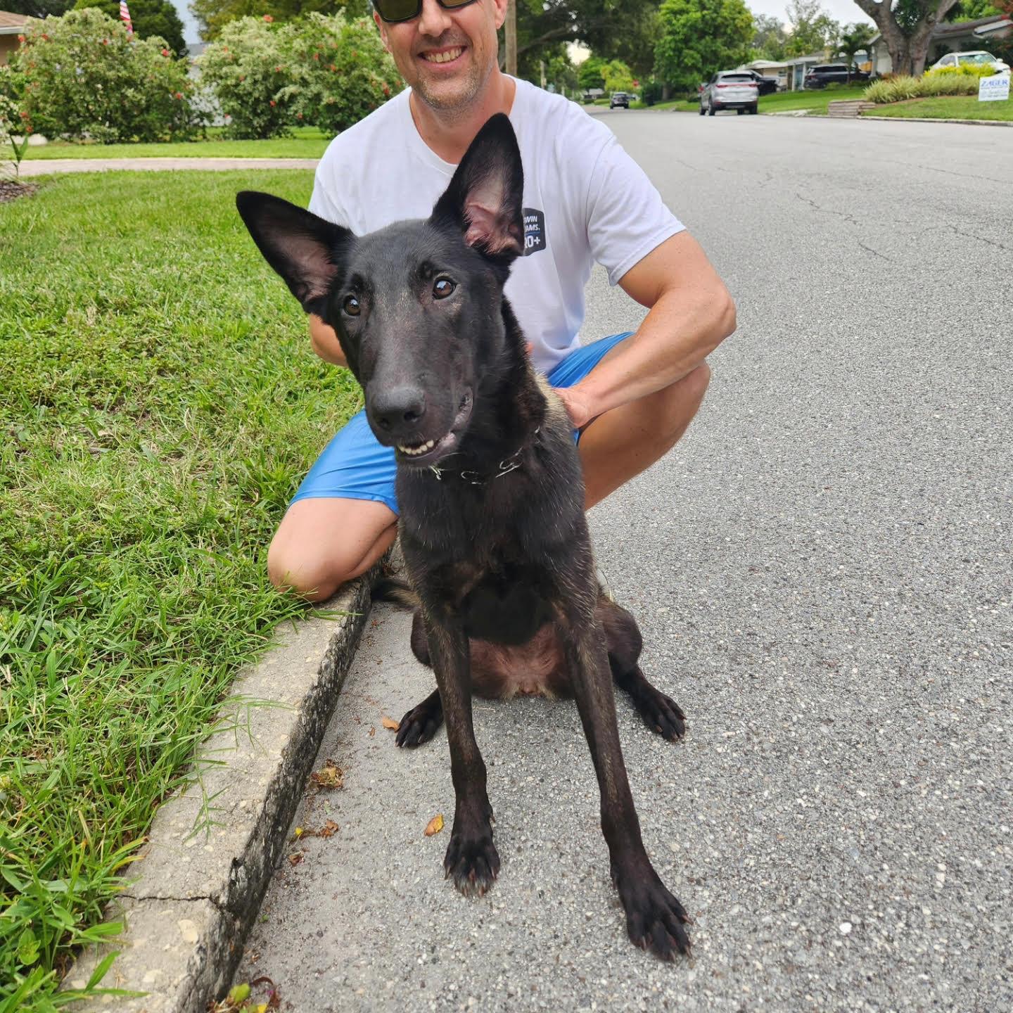 Venus, Adopted, Adult Female Belgian Shepherd / Malinois.