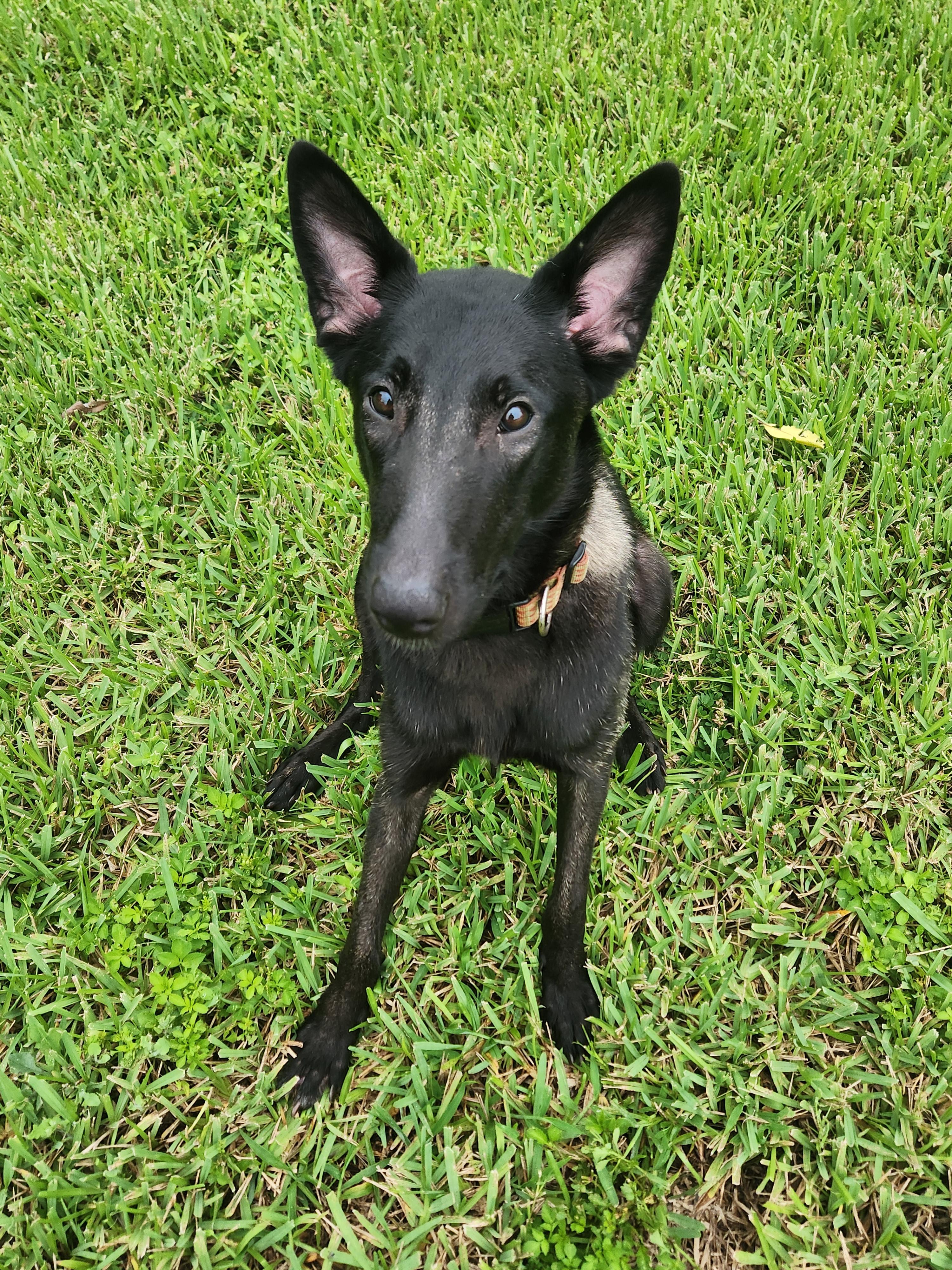 Enlarge Venus, a Adopted Belgian Shepherd / Malinois in Parrish, FL image 2/5