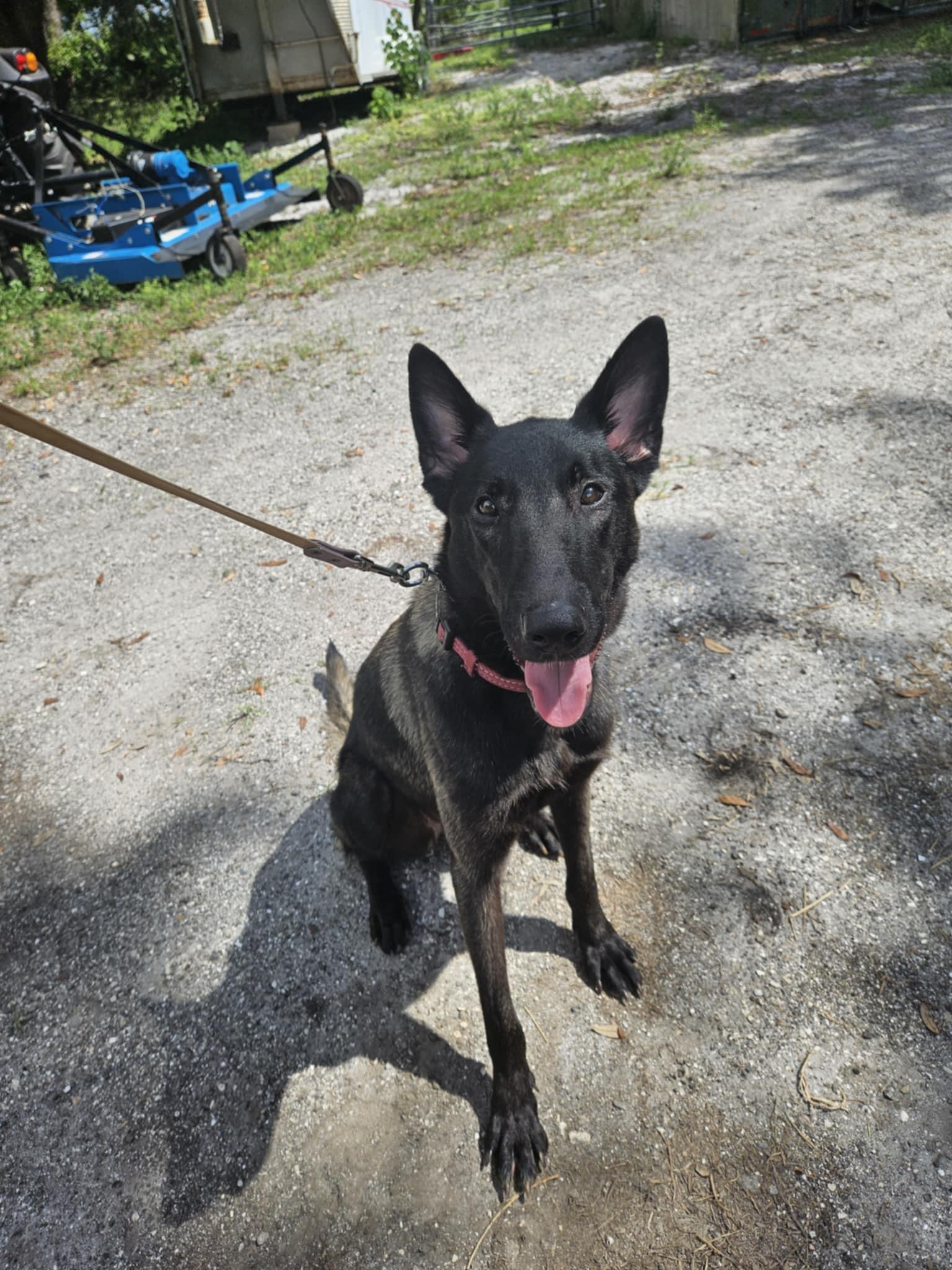 Enlarge Venus, a Adopted Belgian Shepherd / Malinois in Parrish, FL image 3/5