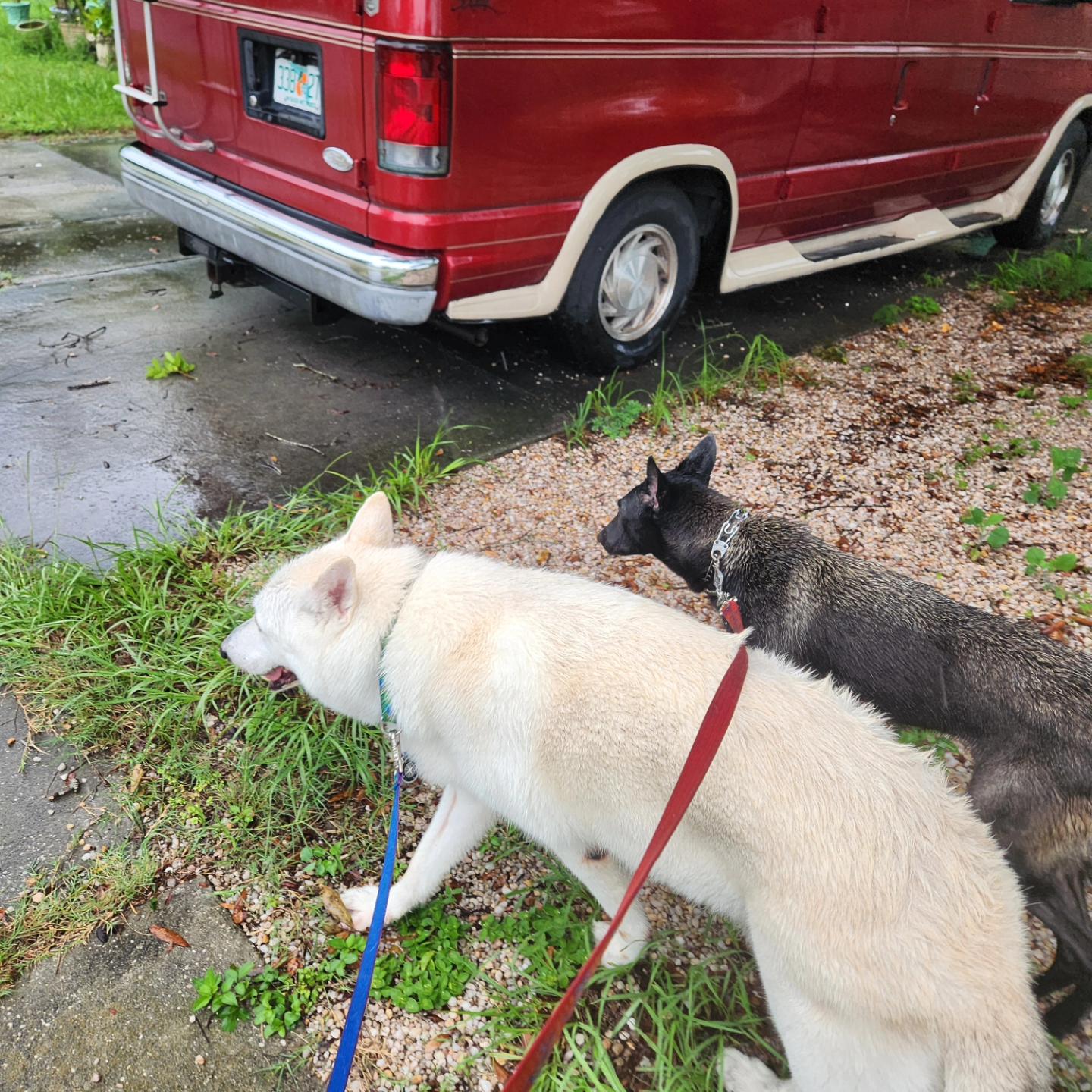 Enlarge Venus, a Adopted Belgian Shepherd / Malinois in Parrish, FL image 4/5
