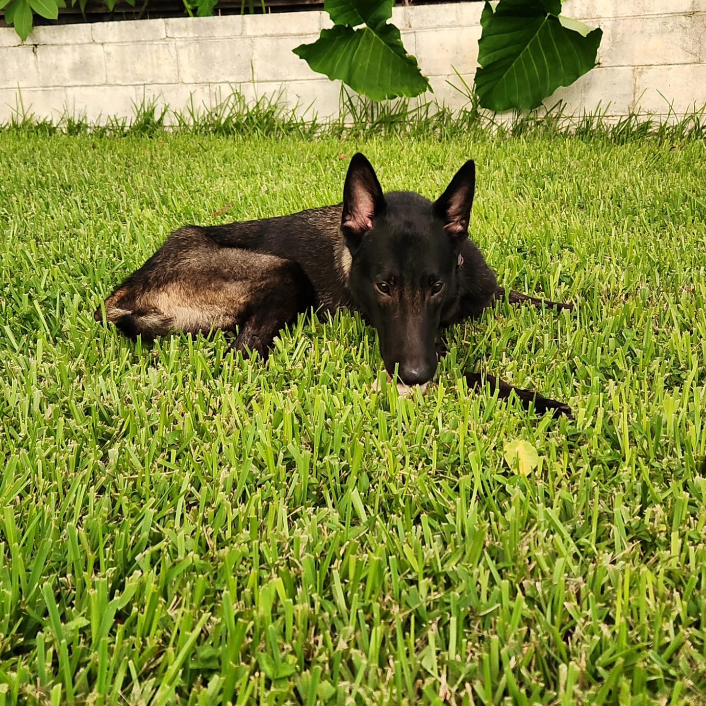 Enlarge Venus, a Adopted Belgian Shepherd / Malinois in Parrish, FL image 5/5