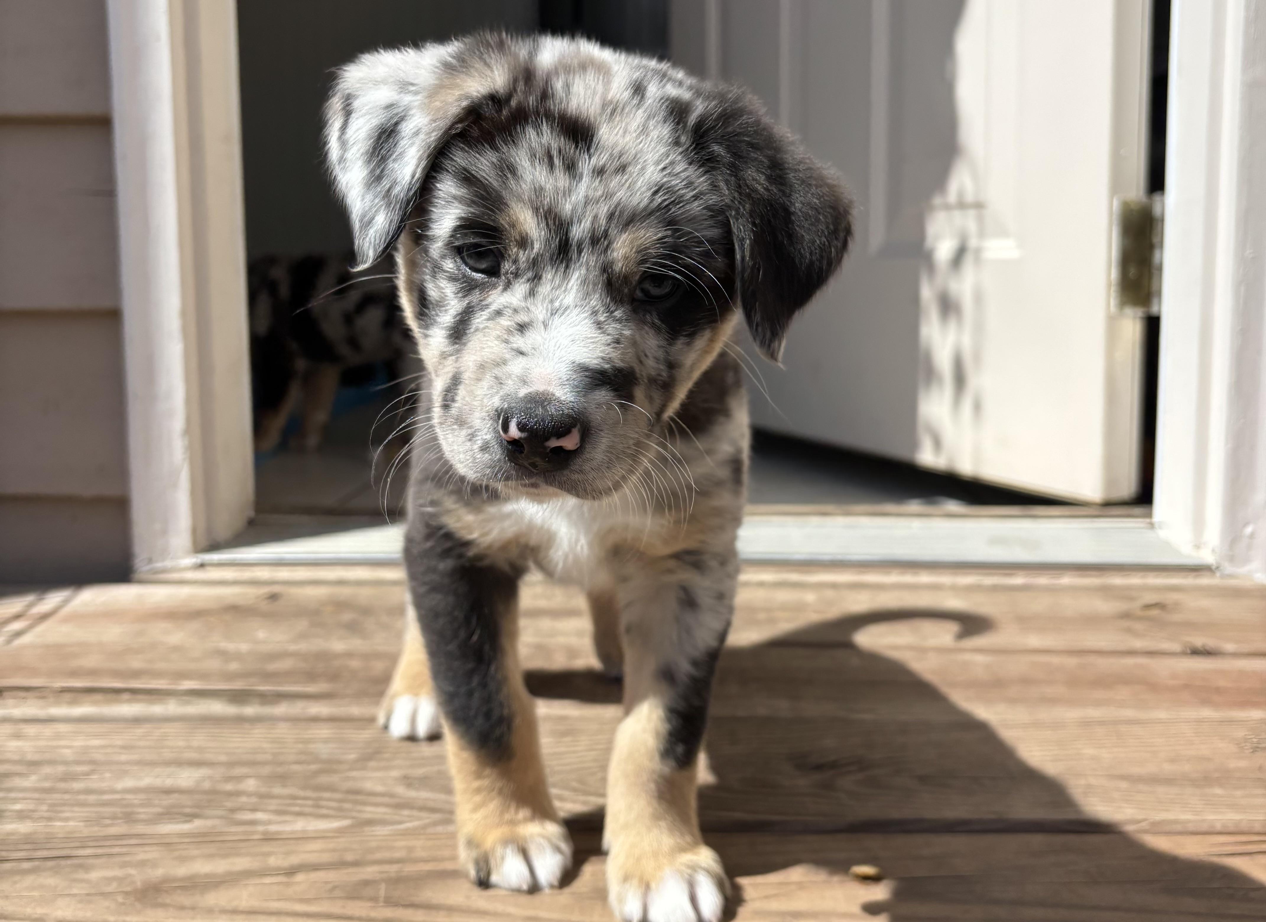Pat, adopted, Puppy Male Catahoula Leopard Dog & Terrier.