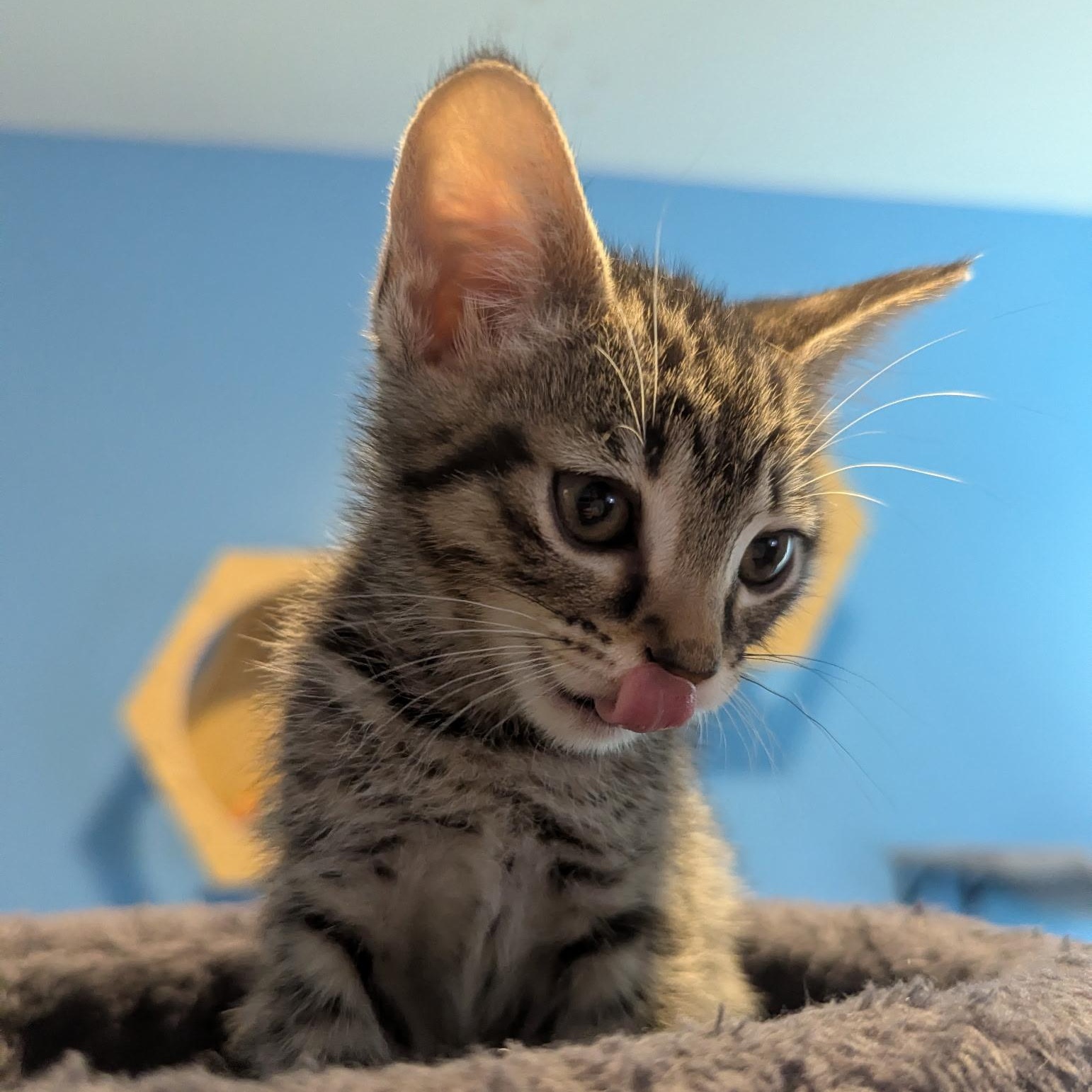 Smurfette, adopted, Kitten Female Domestic Short Hair.