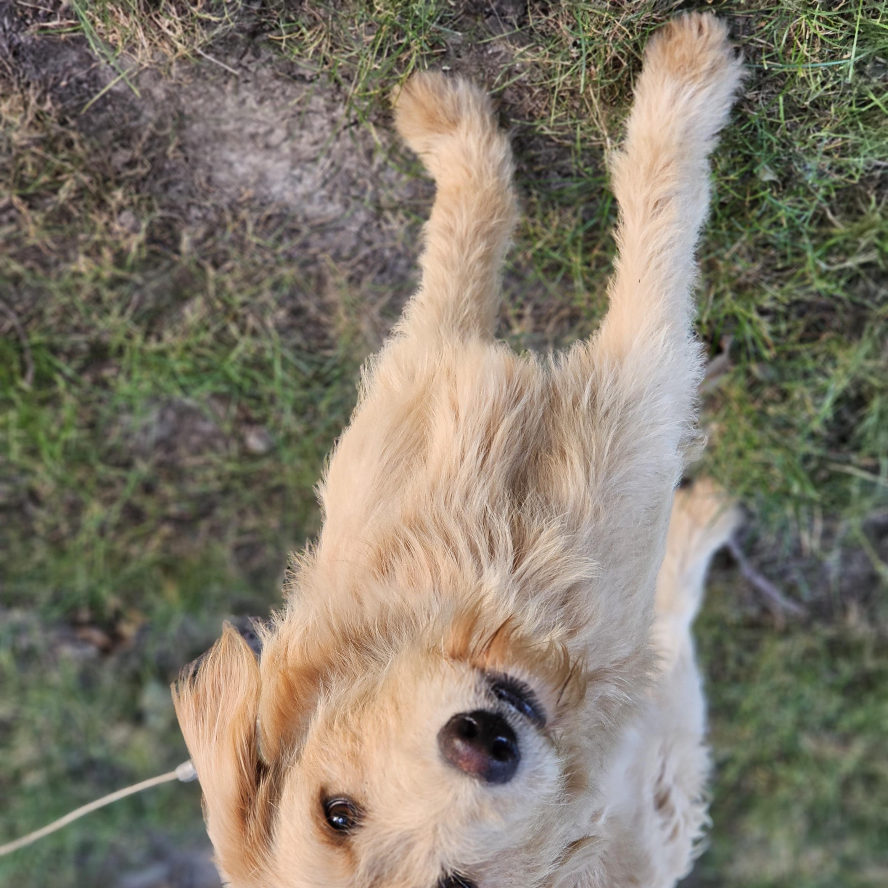 Enlarge Blakely Springfield, a Adoptable Goldendoodle in Springfield , IL image 3/6