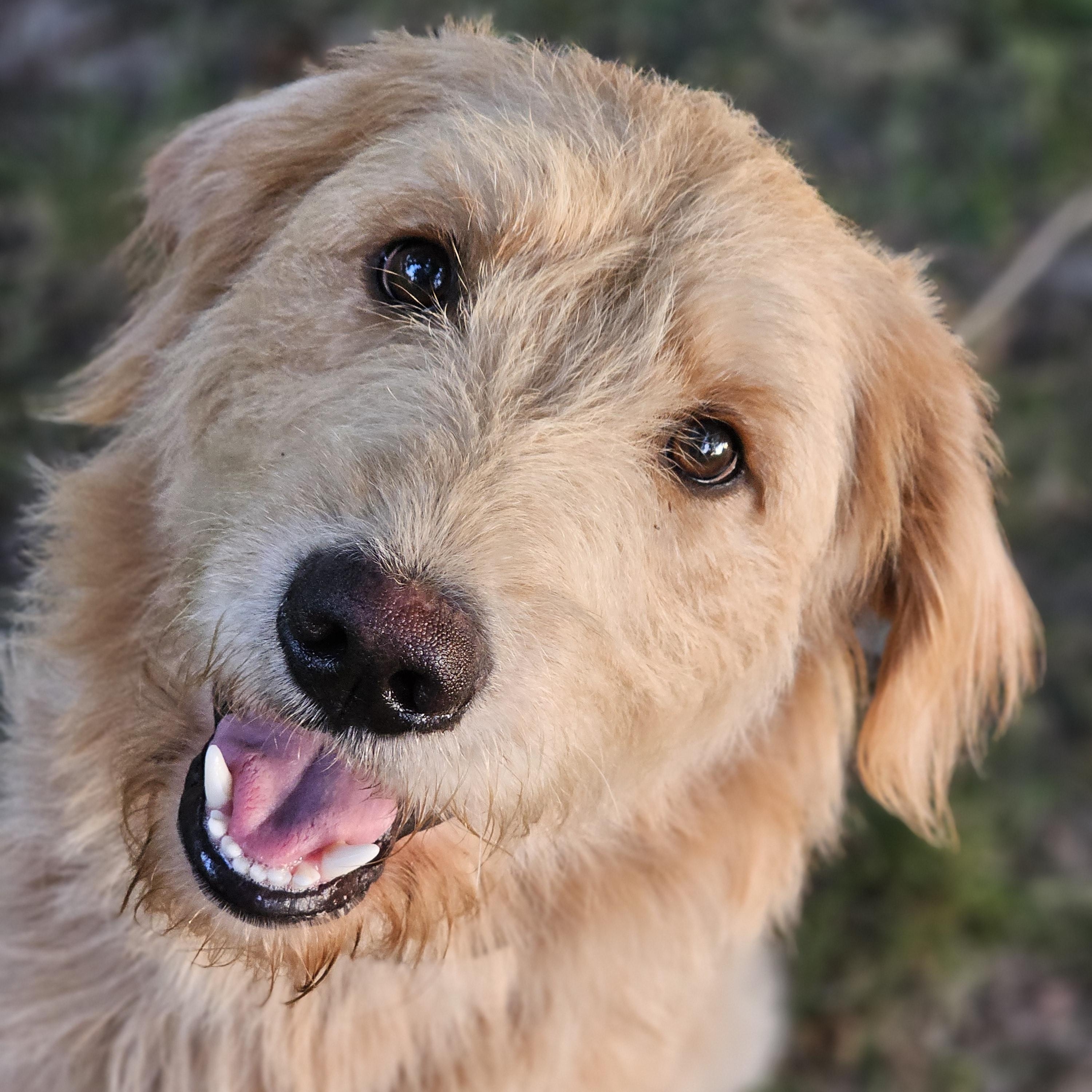 Enlarge Blakely Springfield, a Adoptable Goldendoodle in Springfield , IL image 4/6