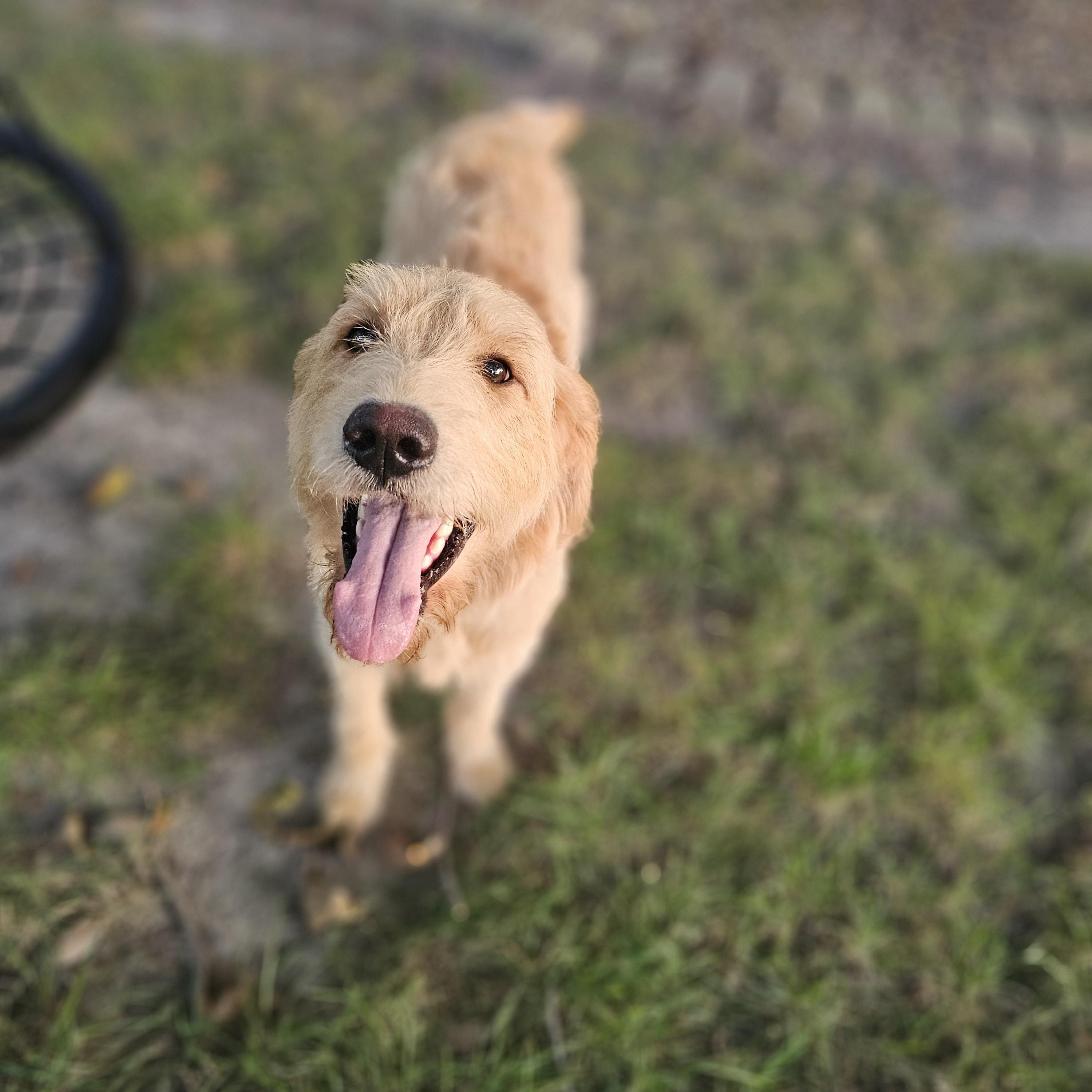 Enlarge Blakely Springfield, a Adoptable Goldendoodle in Springfield , IL image 6/6