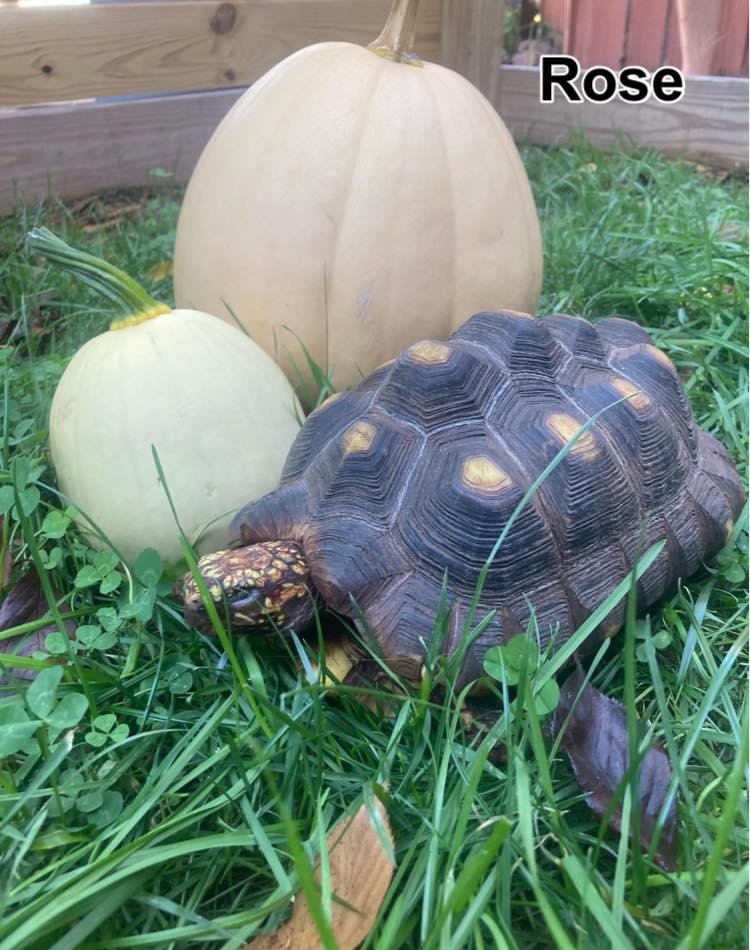 Enlarge Rose, an adopted Red Foot in Palmerton, PA image 1/3