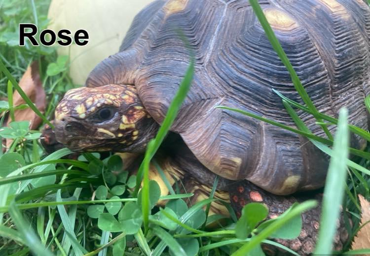 Enlarge Rose, an adopted Red Foot in Palmerton, PA image 2/3