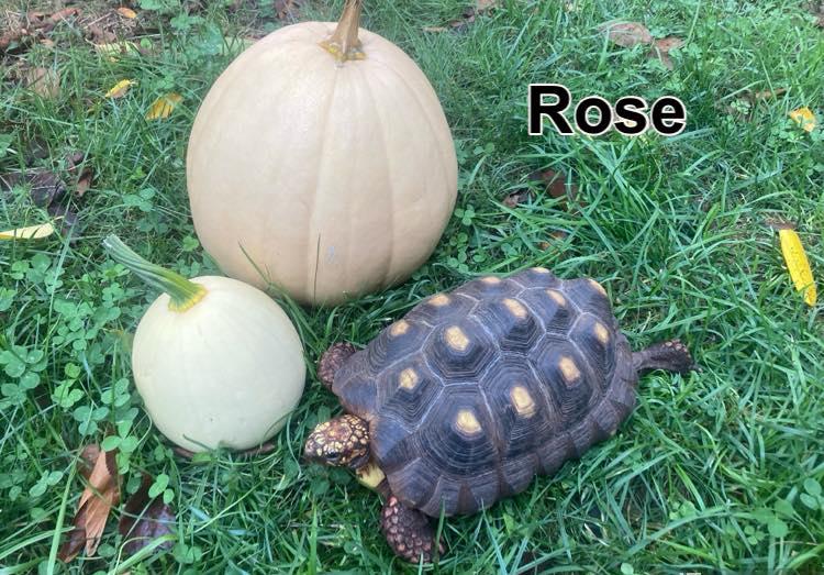 Enlarge Rose, an adopted Red Foot in Palmerton, PA image 3/3