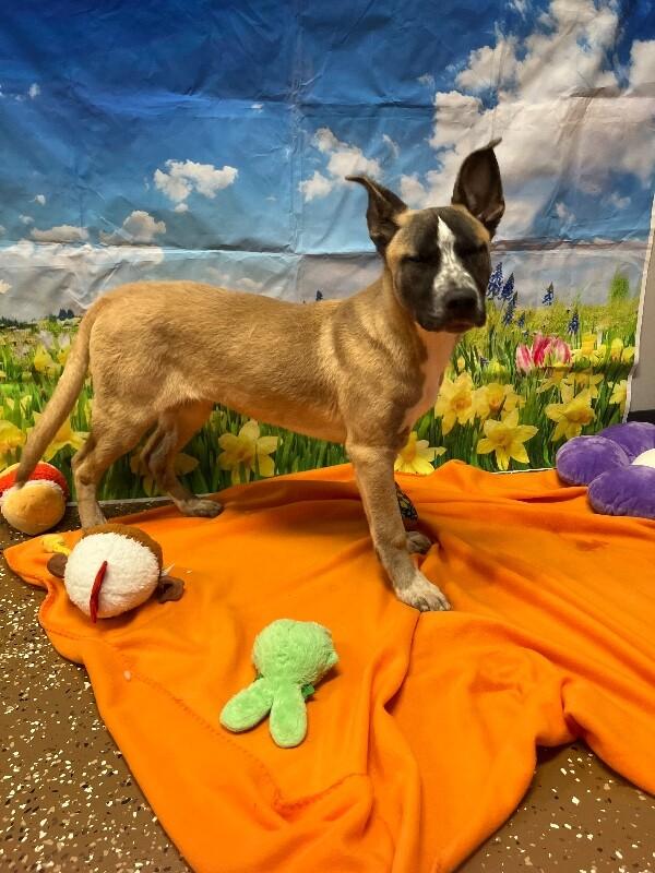 Enlarge Lobster, a Adoptable mixed breed in Jackson, TN image 1/2