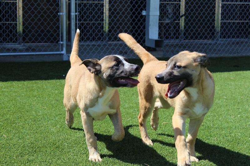 Enlarge Lobster, a Adoptable mixed breed in Jackson, TN image 1/6