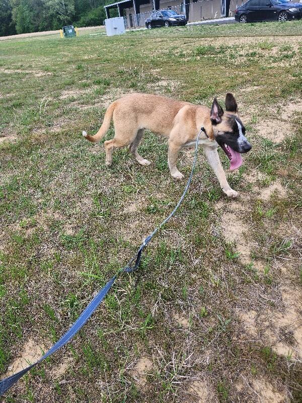 Enlarge Lobster, a Adoptable mixed breed in Jackson, TN image 1/6