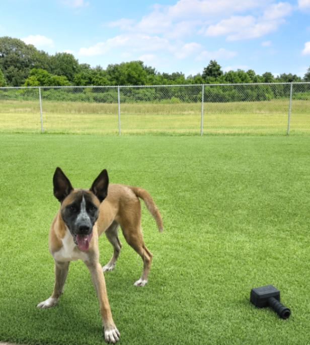 Enlarge Lobster, a Adoptable mixed breed in Jackson, TN image 1/6