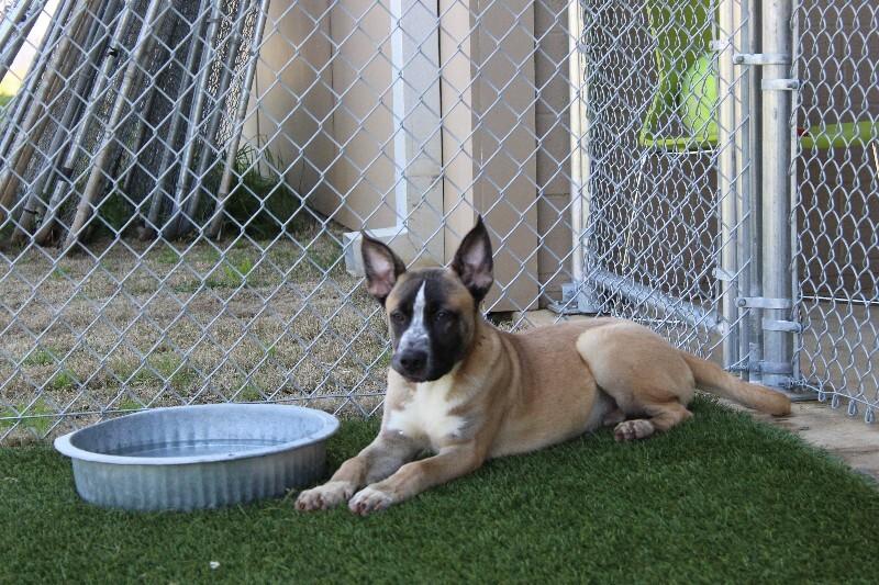 Enlarge Lobster, a Adoptable mixed breed in Jackson, TN image 3/6