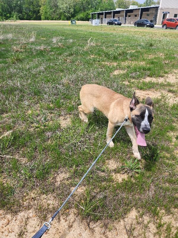 Enlarge Lobster, a Adoptable mixed breed in Jackson, TN image 4/6