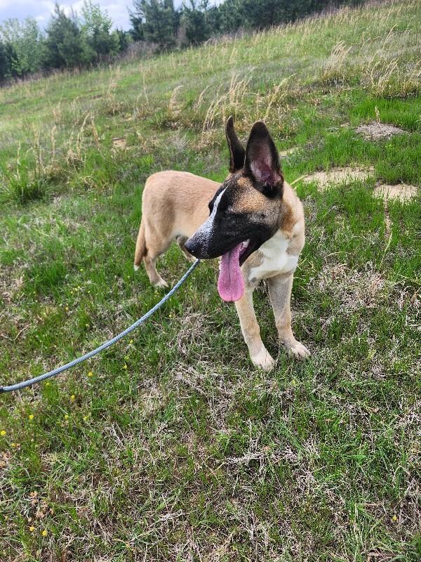 Enlarge Lobster, a Adoptable mixed breed in Jackson, TN image 4/5