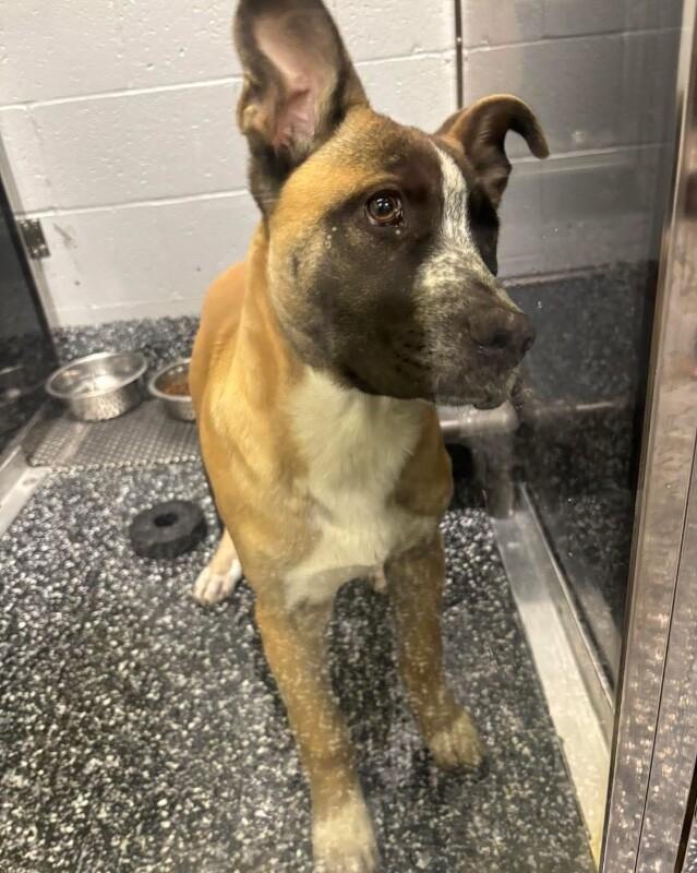 Enlarge Lobster, a Adoptable mixed breed in Jackson, TN image 2/2