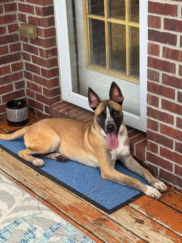 Enlarge Lobster, a Adoptable mixed breed in Jackson, TN image 5/6