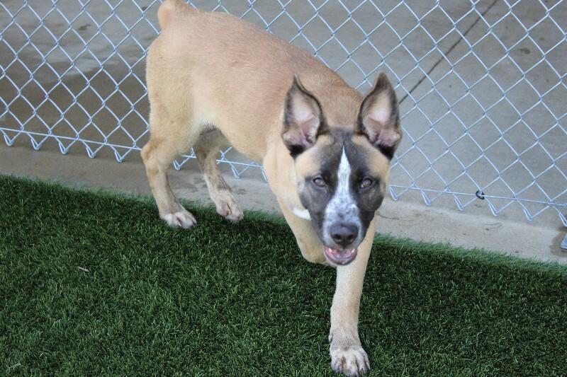 Enlarge Lobster, a Adoptable mixed breed in Jackson, TN image 6/6