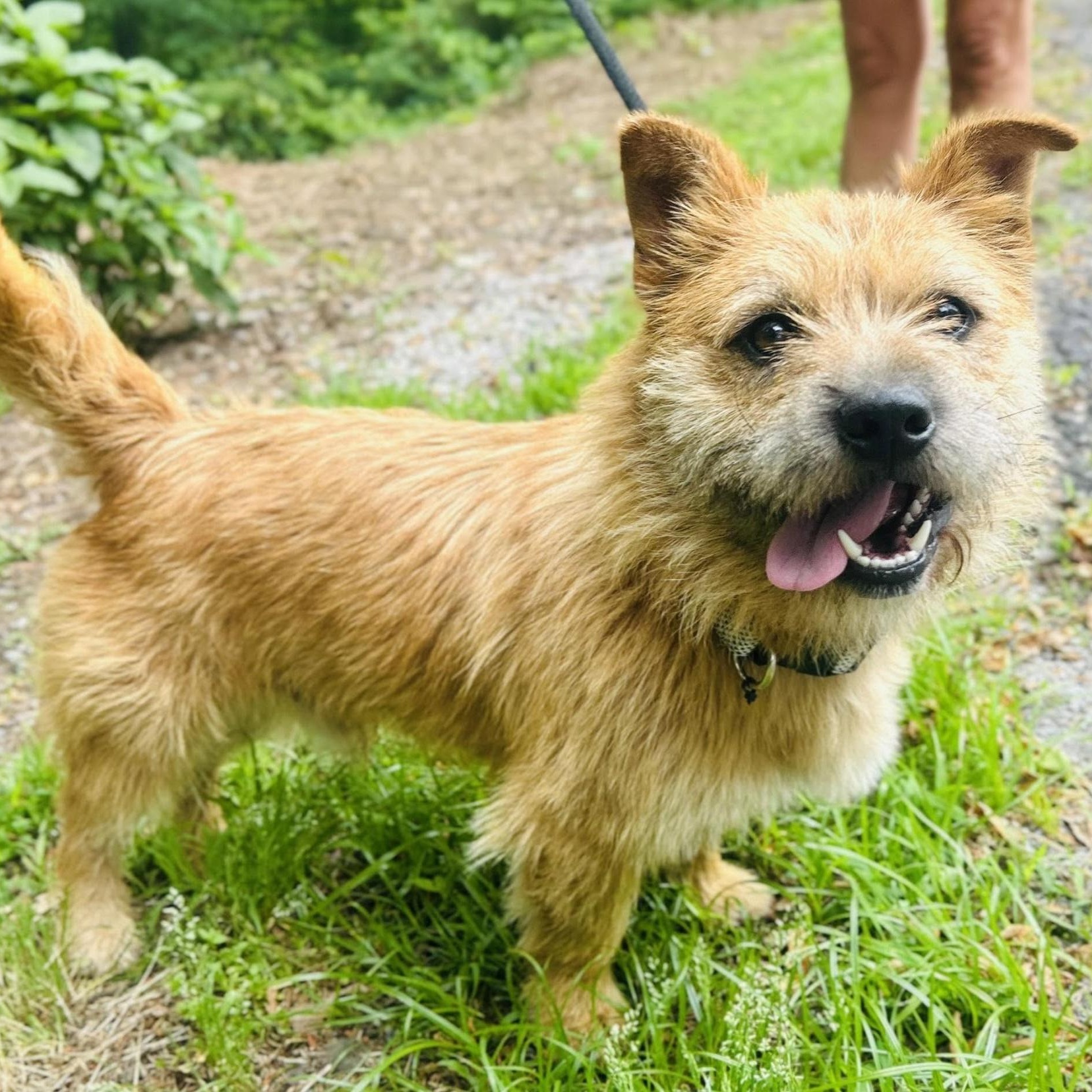 Enlarge Finny, a ADOPTABLE mixed breed in Cedarburg, WI image 1/1