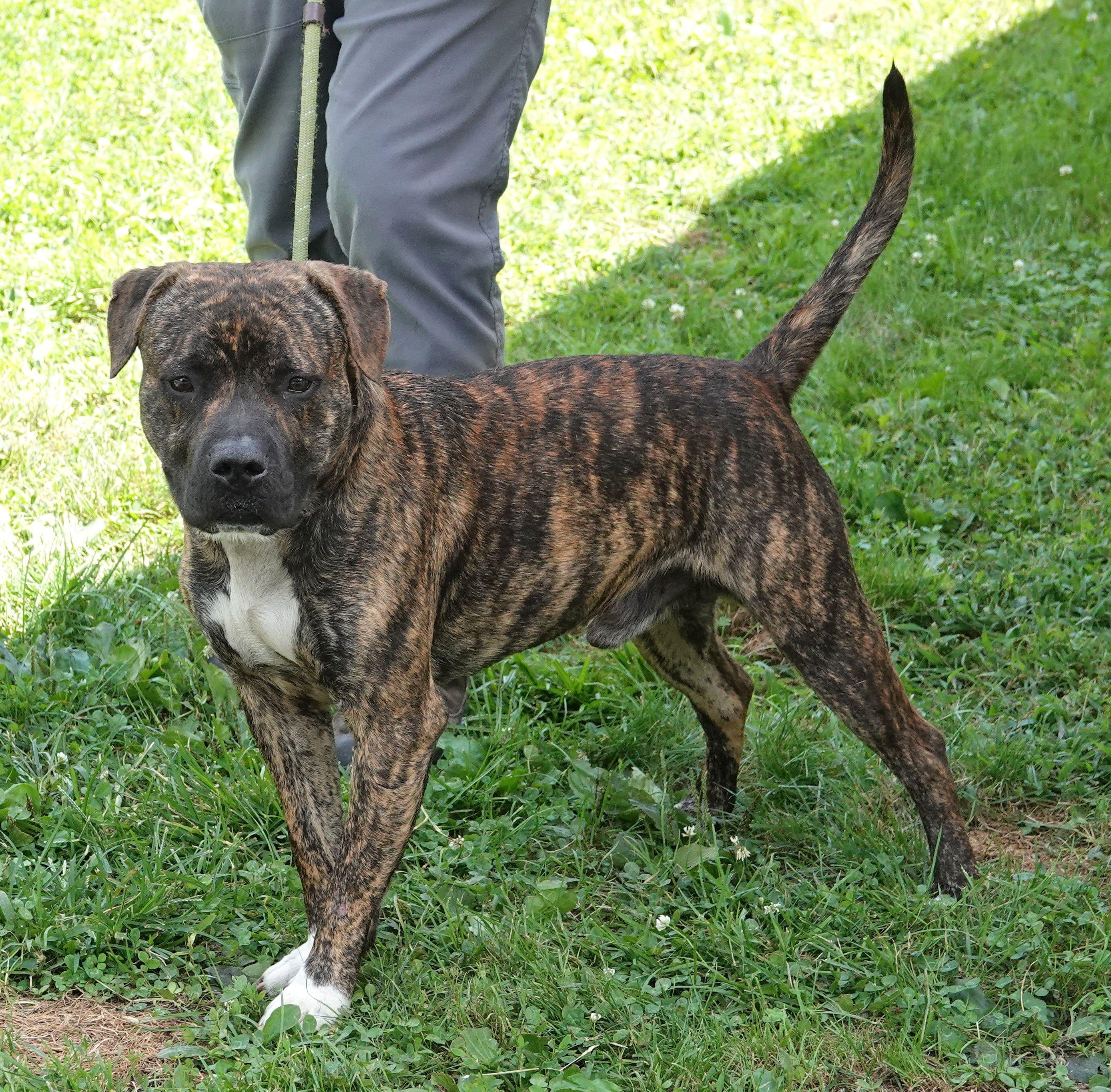 Enlarge Frick, a ADOPTABLE mixed breed in Millfield, OH image 3/3