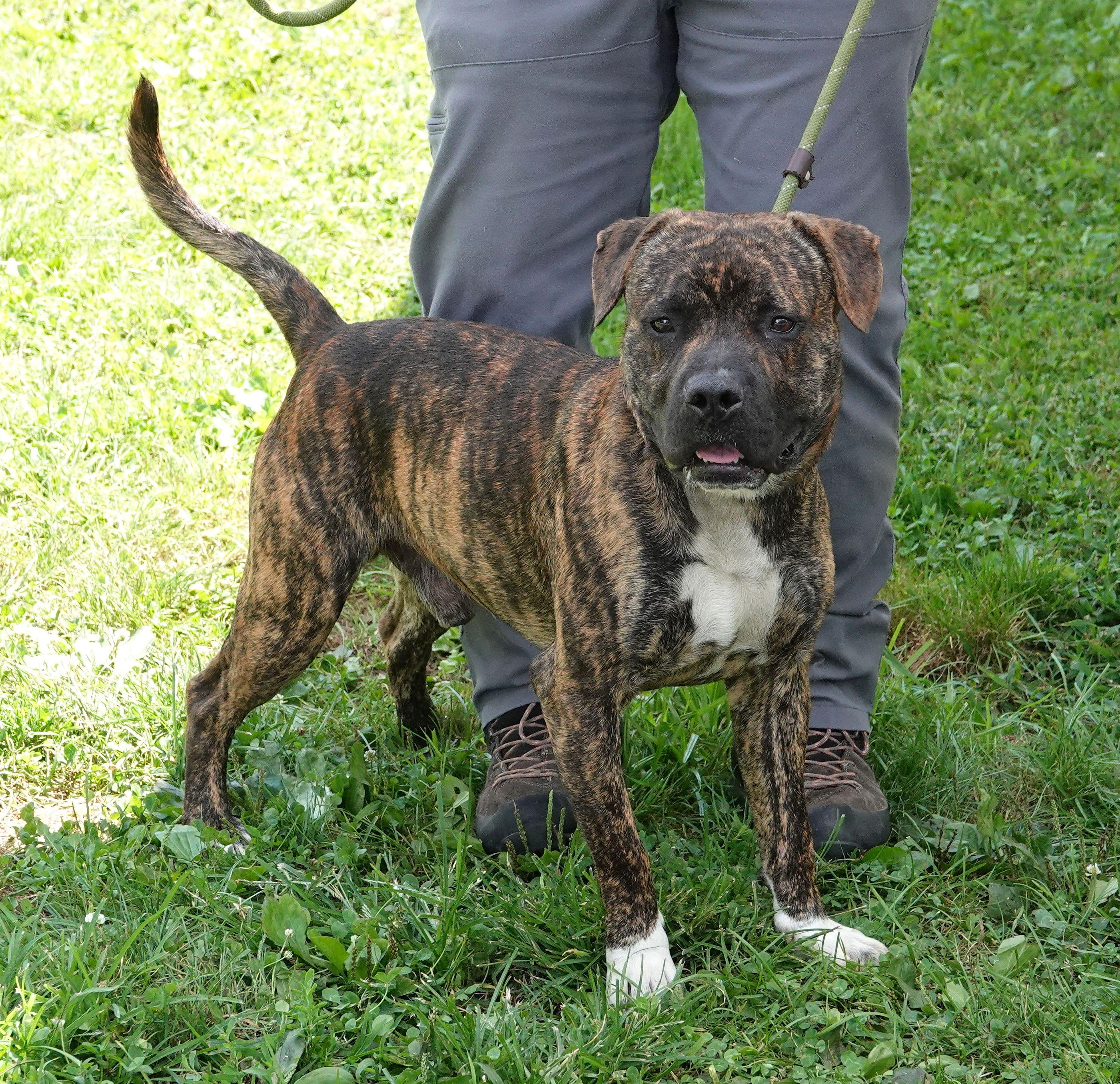 Enlarge Frick, a ADOPTABLE mixed breed in Millfield, OH image 2/3