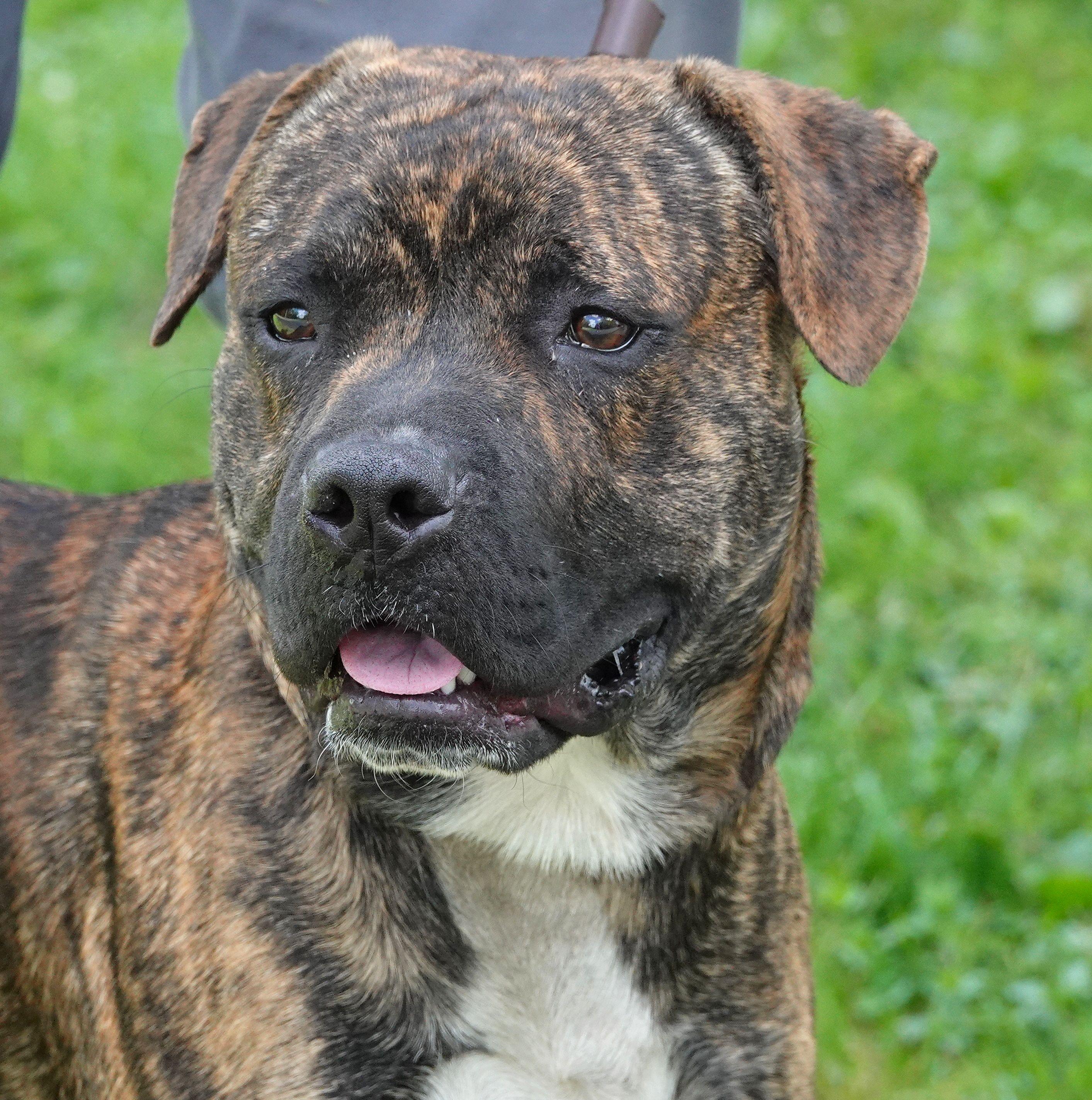 Enlarge Frick, a ADOPTABLE mixed breed in Millfield, OH image 1/3