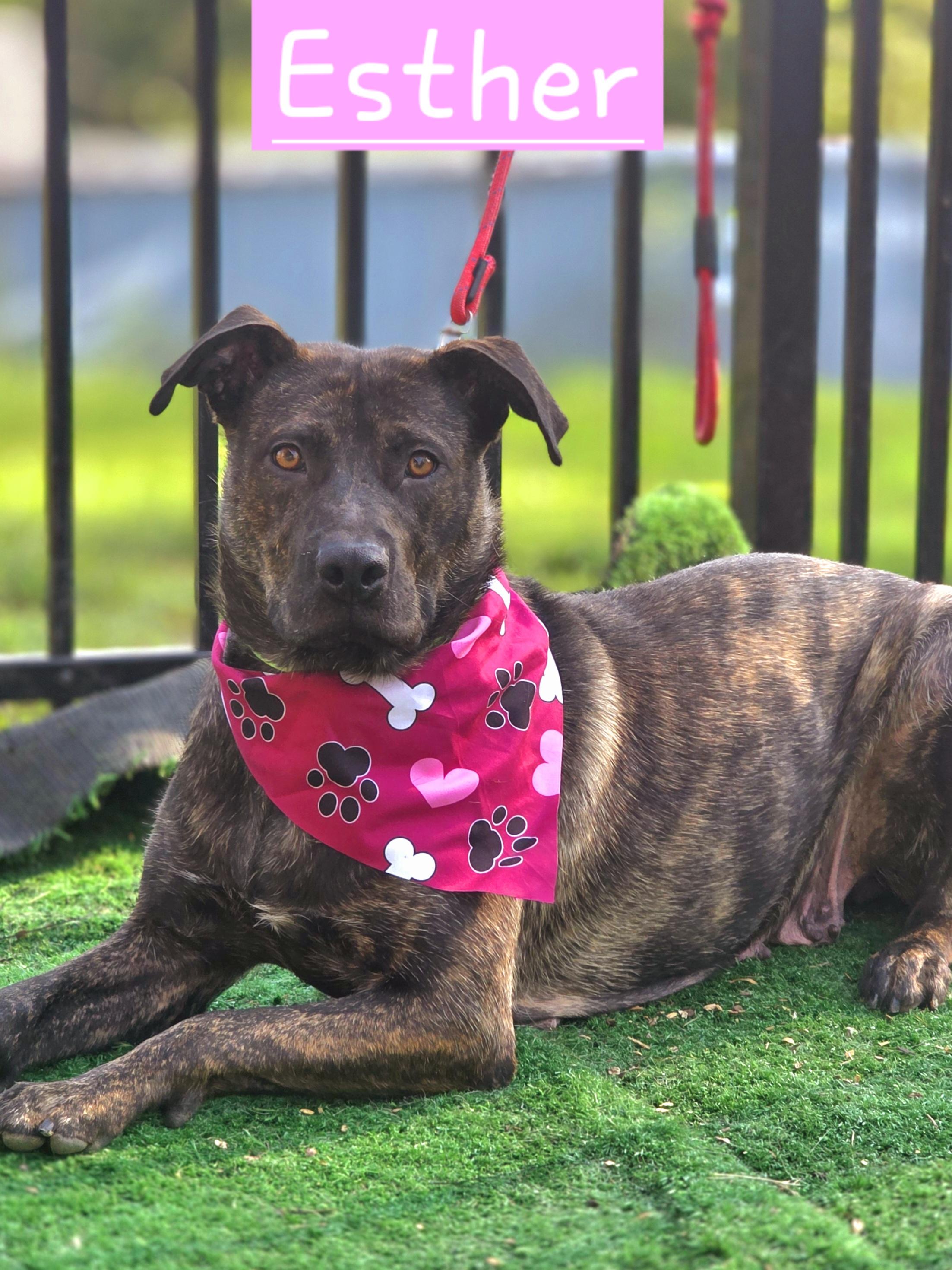 Esther, Adoptable, Young Female German Shepherd Dog.