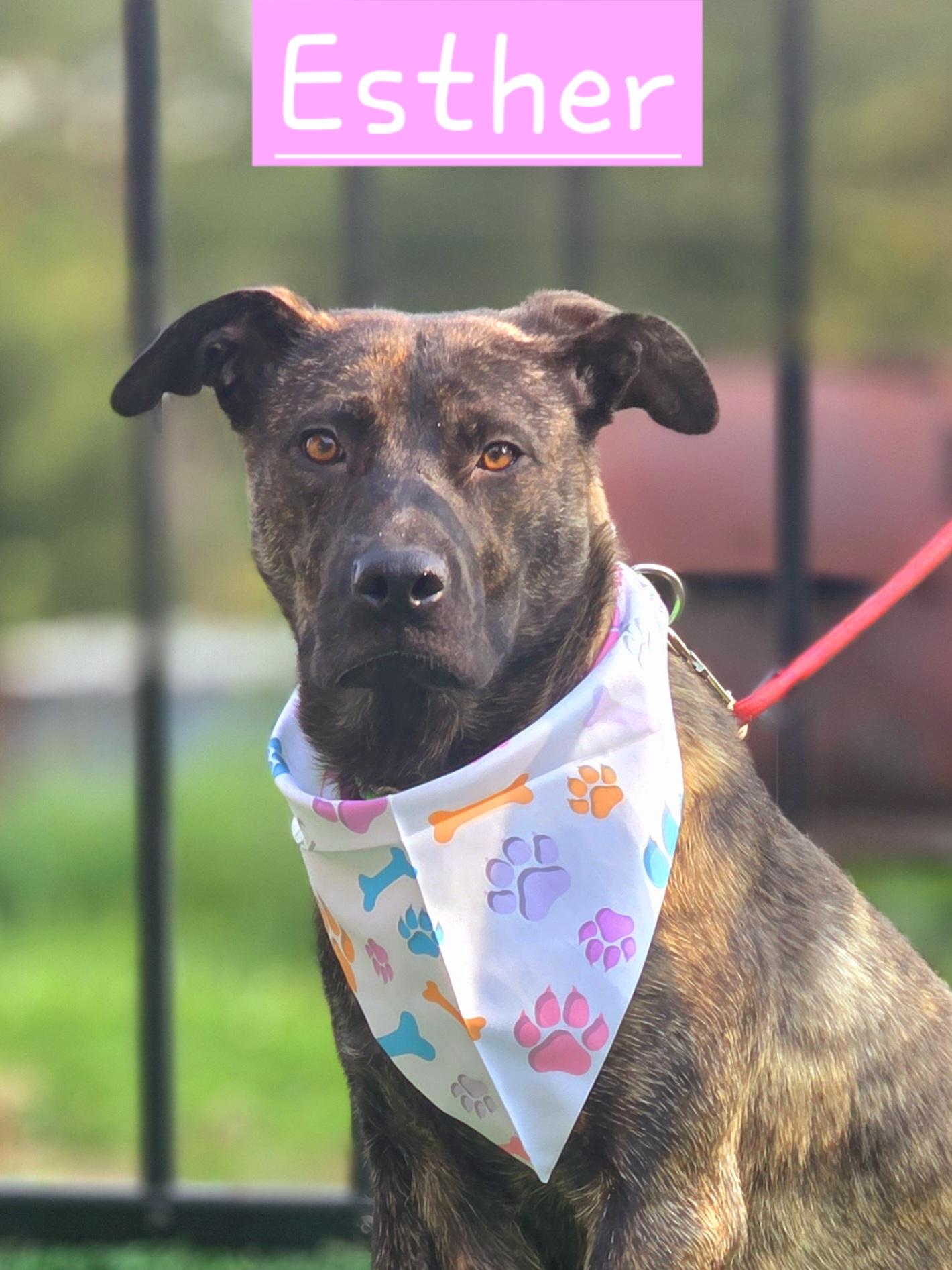 Esther, Adoptable, Young Female German Shepherd Dog.