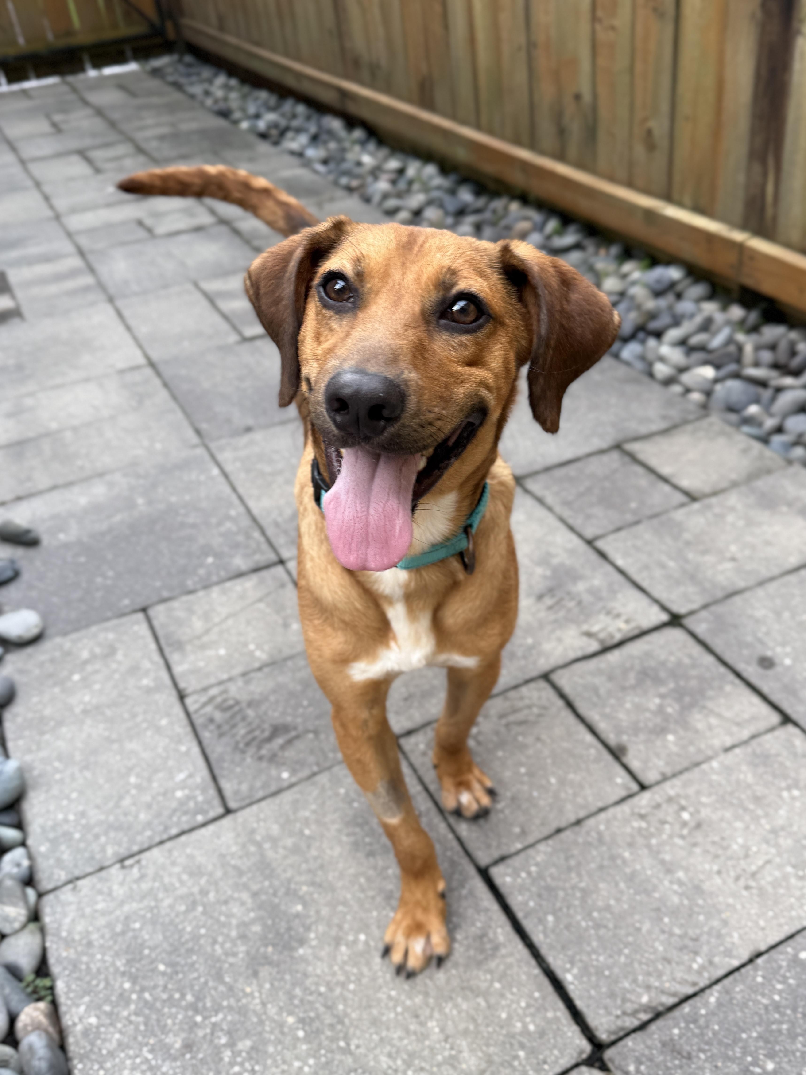 Scooter, Adoptable, Adult Male Rhodesian Ridgeback.