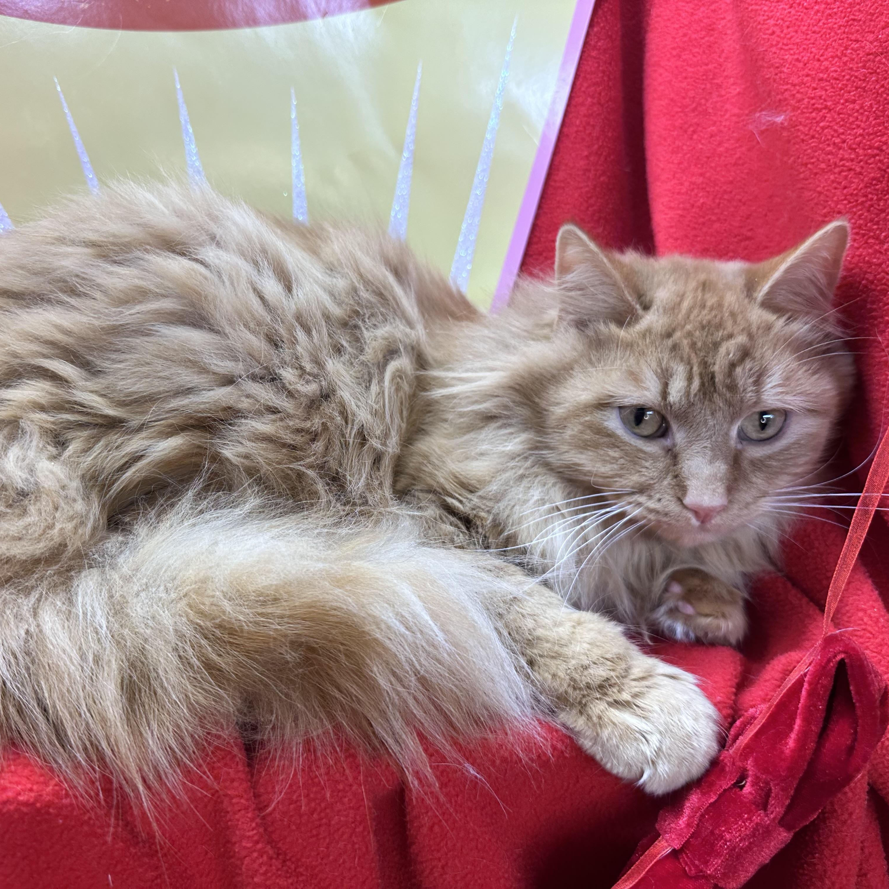 Enlarge Kraft, an adopted mixed breed in Mount Vernon, IL image 3/4