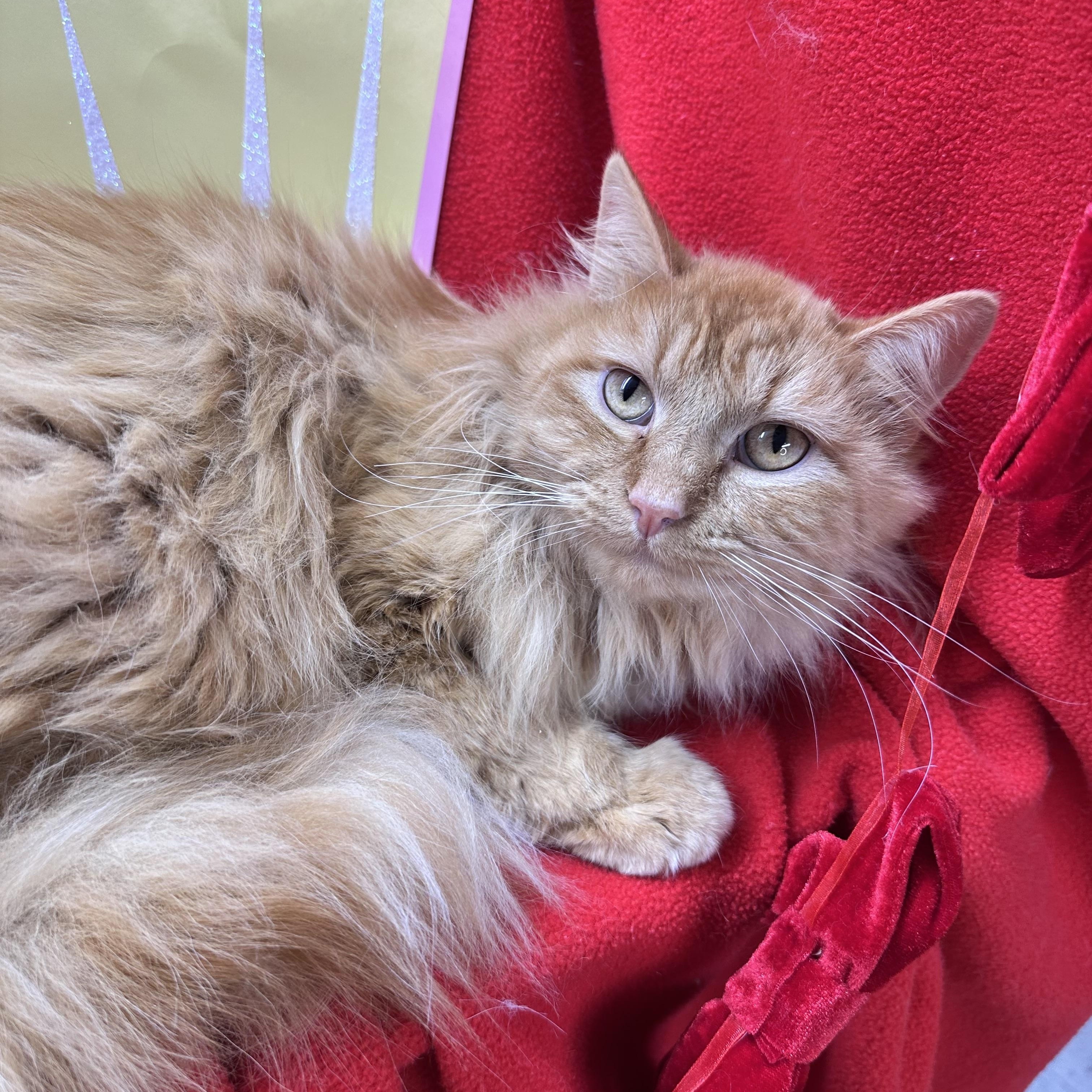 Enlarge Kraft, an adopted mixed breed in Mount Vernon, IL image 4/4