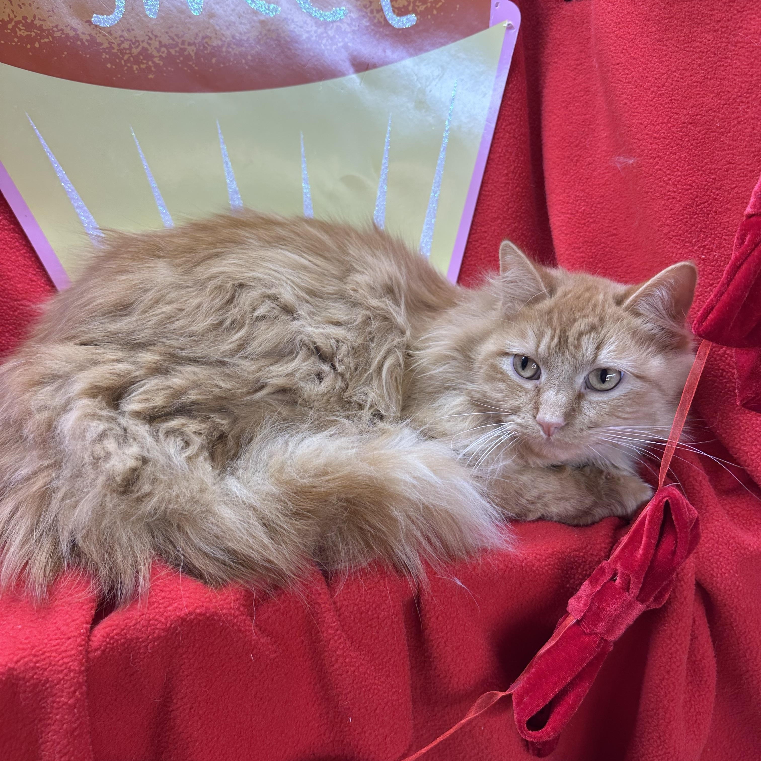 Enlarge Kraft, an adopted mixed breed in Mount Vernon, IL image 1/4